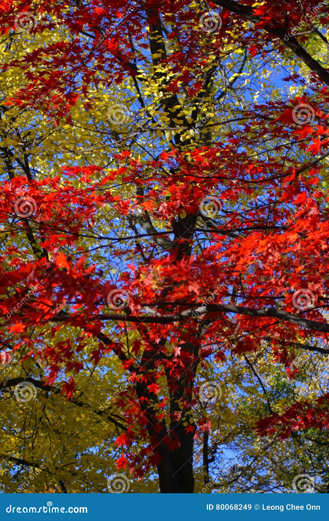 Stock Image Of Fall Foliage At Boston Stock Image Image Of Natural
