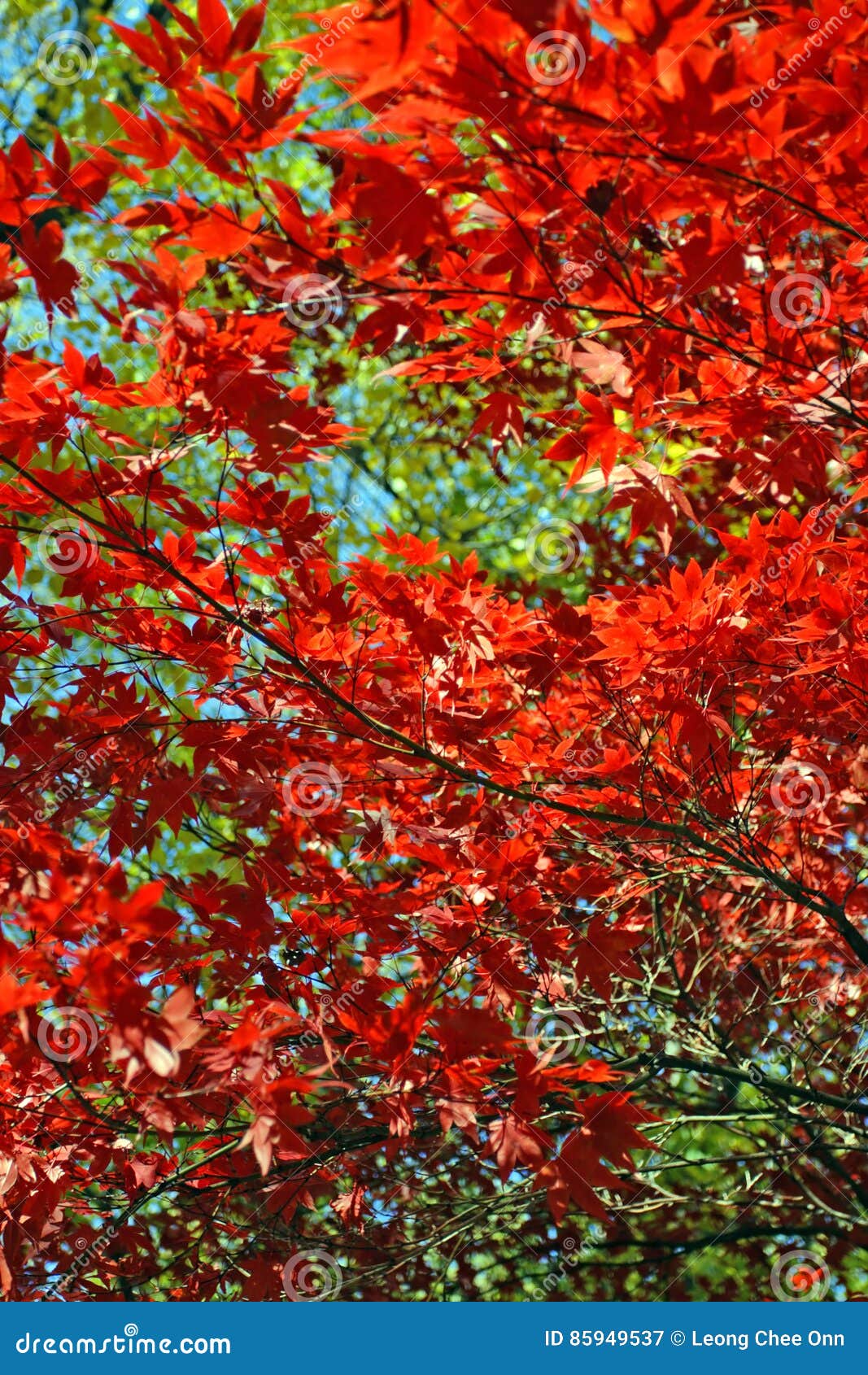 Stock Image Of Fall Foliage At Boston Stock Image Image Of Plant