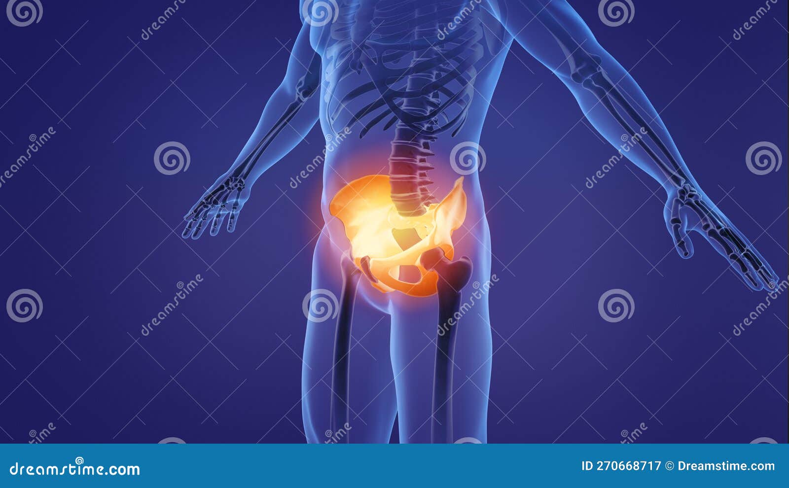 The Bones of the Pelvis and Lower Back: 3D Anatomy Model