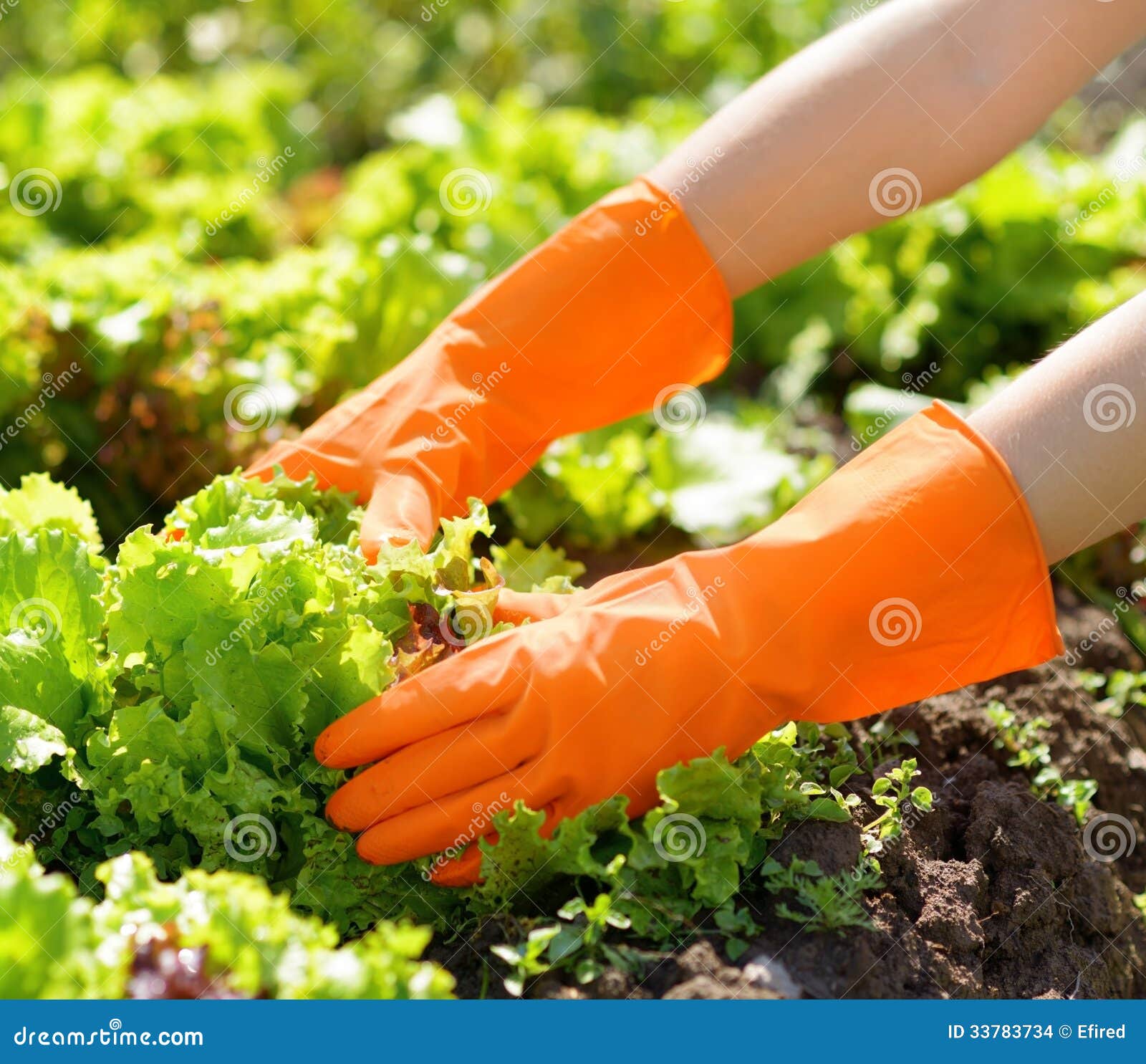 Stock Image of a Hands in the Garden Stock Photo Image of holding