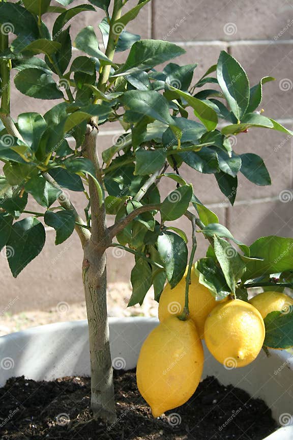 Stock Image of Home Grown Lemon Tree Stock Photo Image of plant