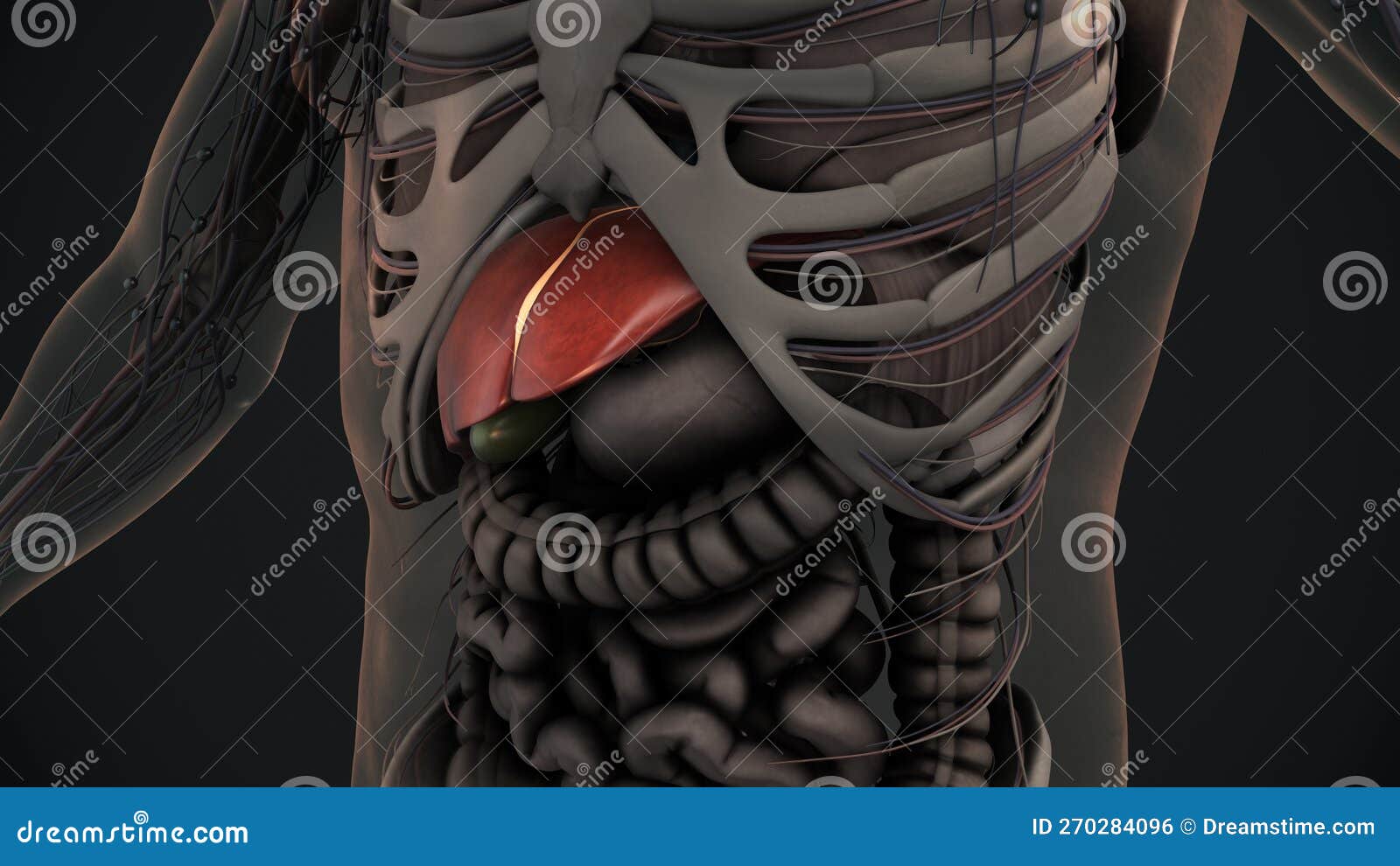 Human Liver Anatomy Stock Photography Biology Diagrams