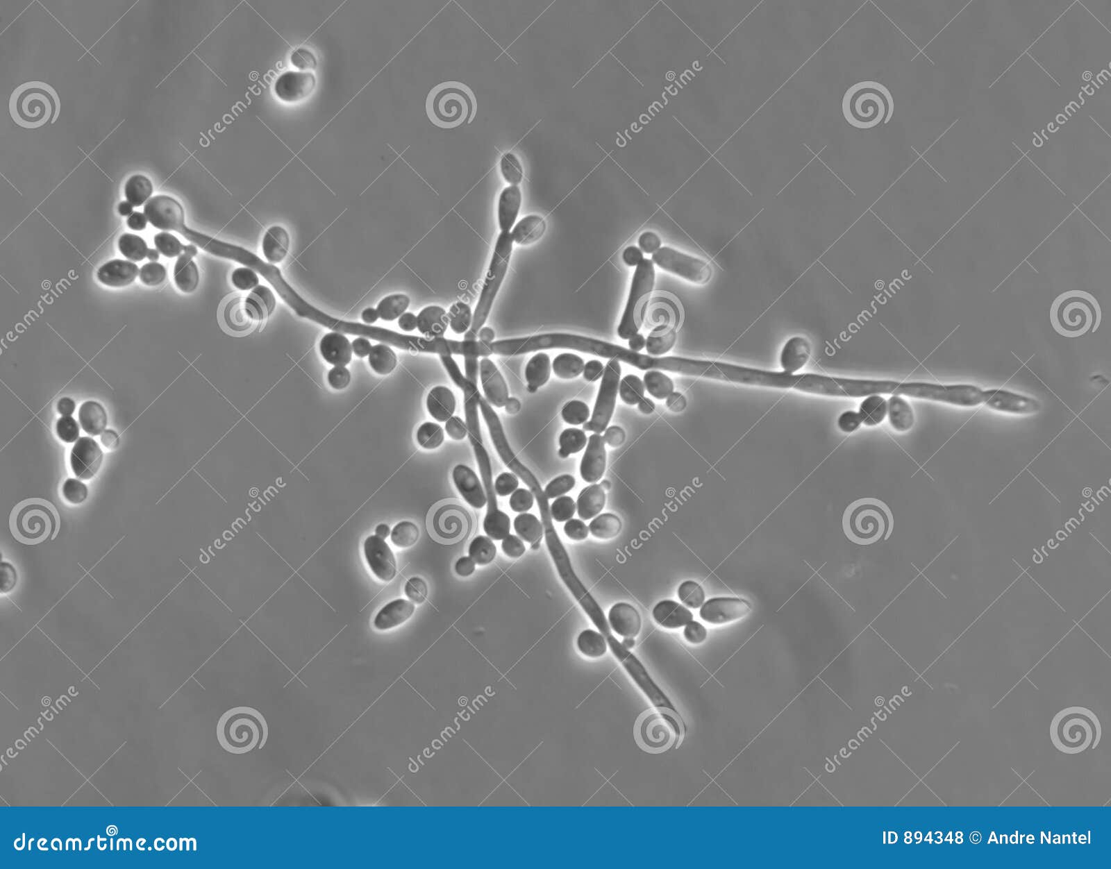 download plant cytogenetics: