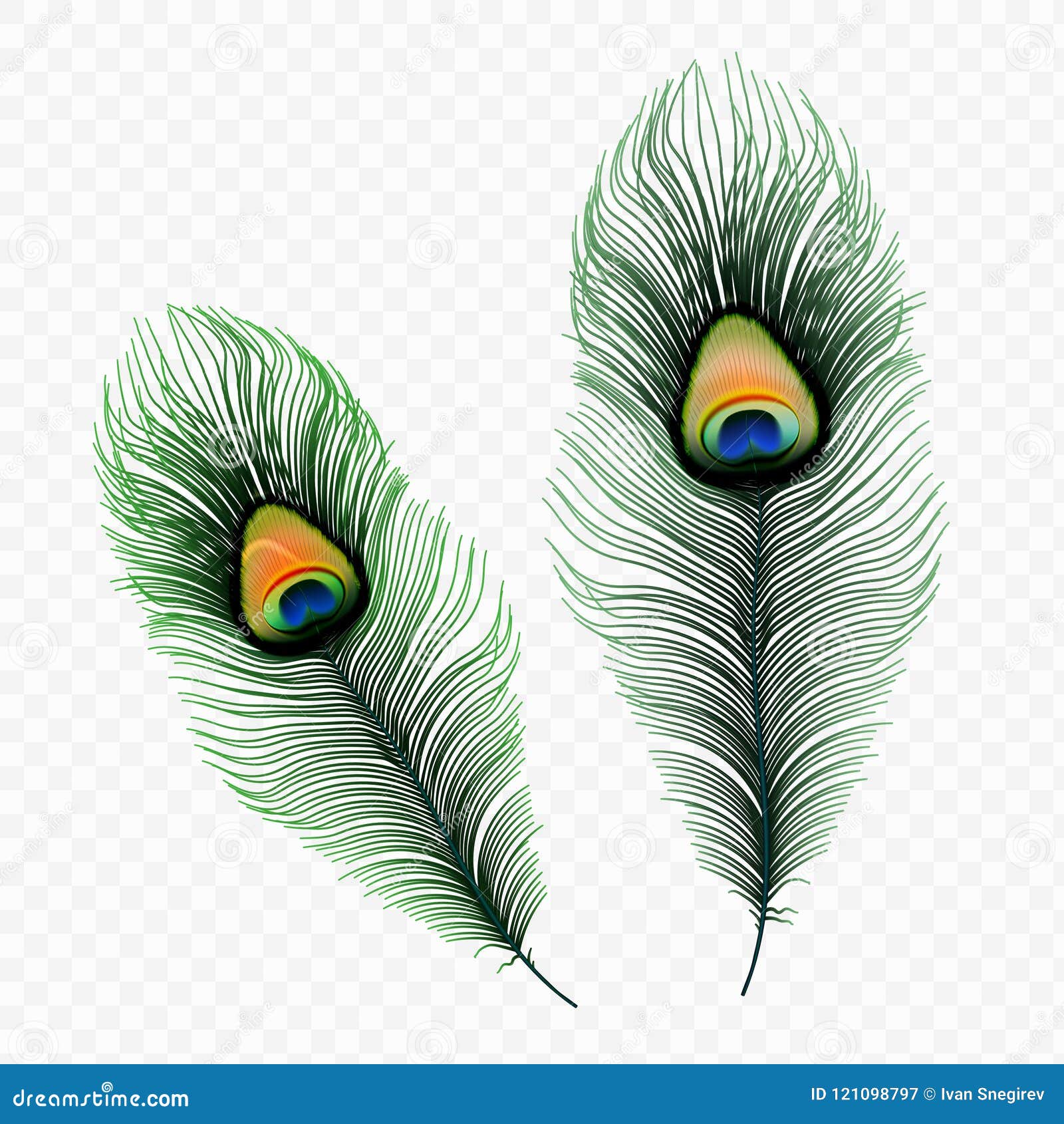 65 Pecock Feather Images, Stock Photos, 3D objects, & Vectors