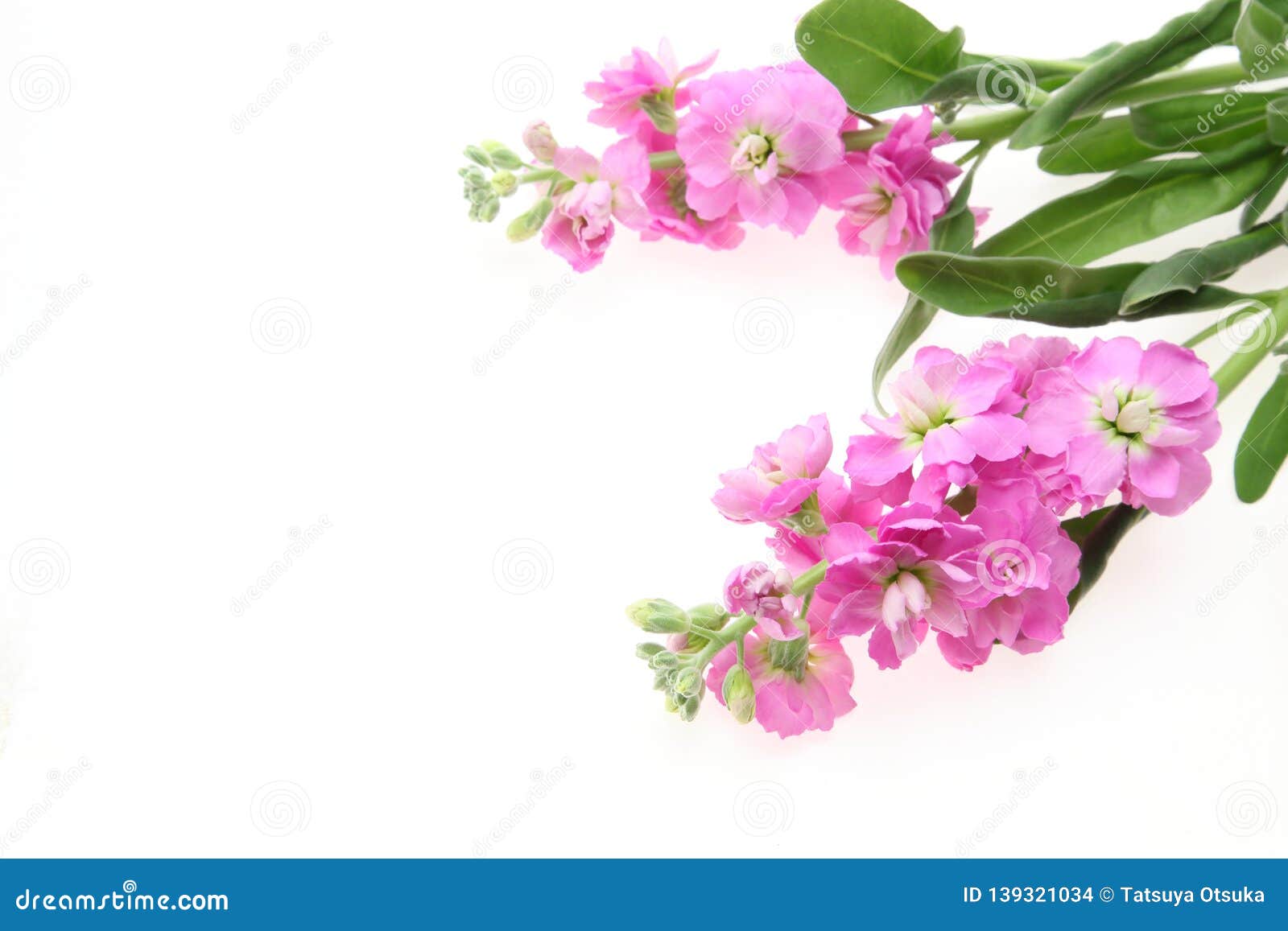 Stock in a White Background Stock Photo Image of white, vibrant 139321034