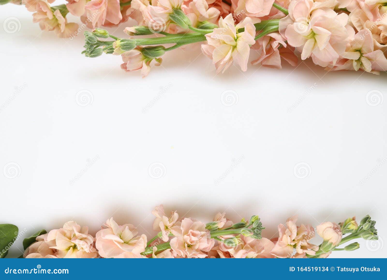 Stock in a White Background Stock Photo Image of isolated, background 164519134