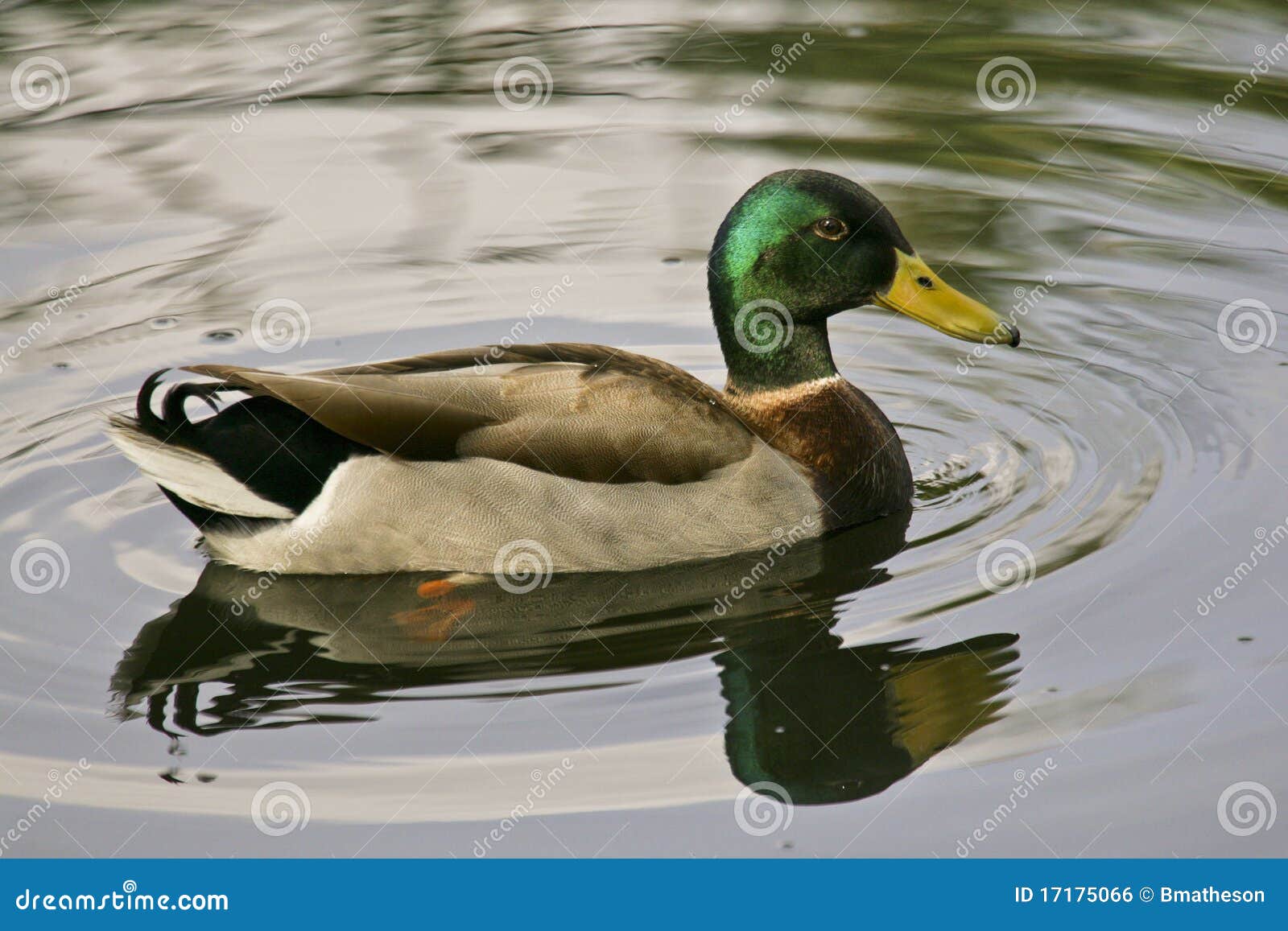 StockentenEnte auf Teich stockfoto. Bild von grün, frech 17175066