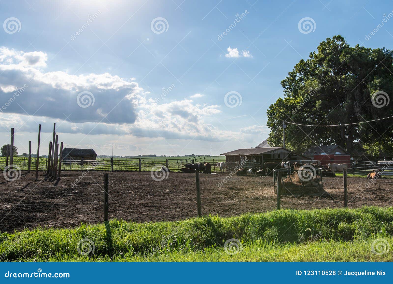 midwestern stocker cattle