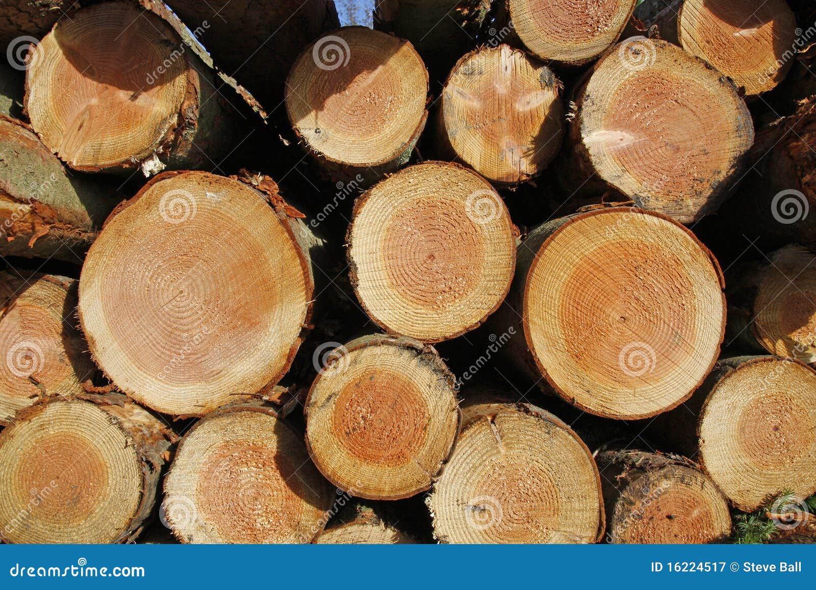 stockpile of logging timber