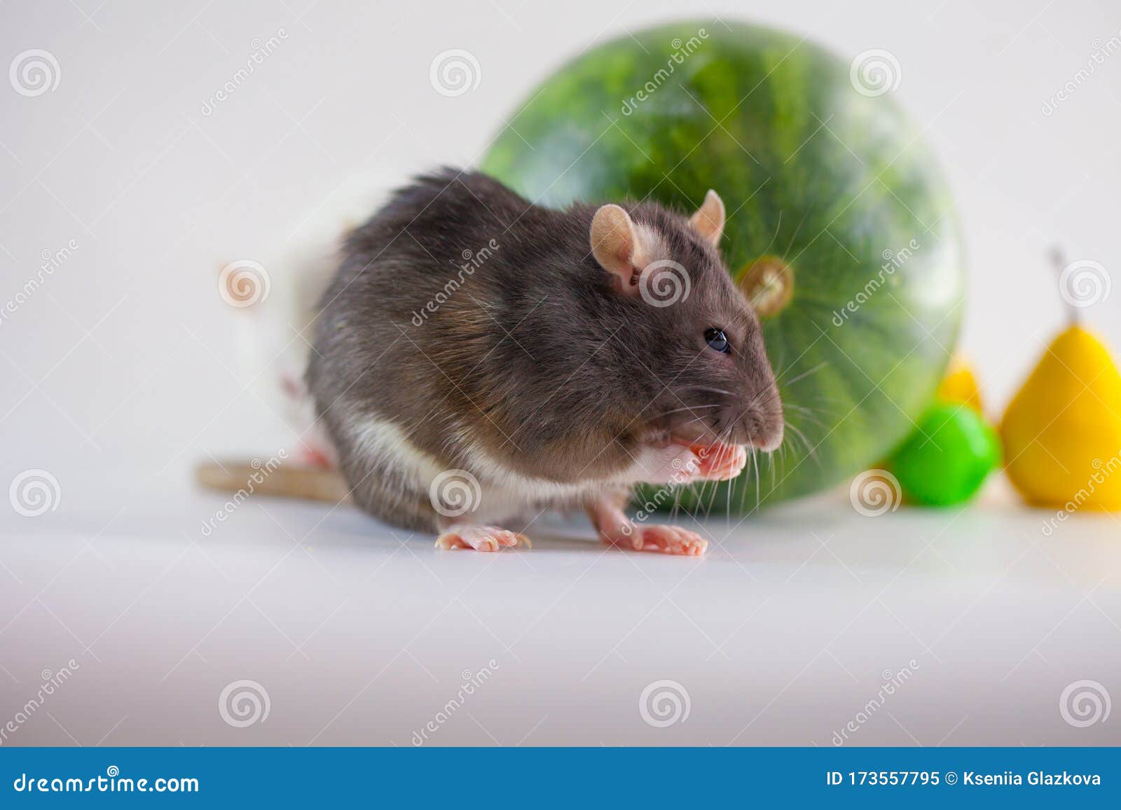 Stocks of Fruit and a Rat on a Watermelon Stock Image Image of