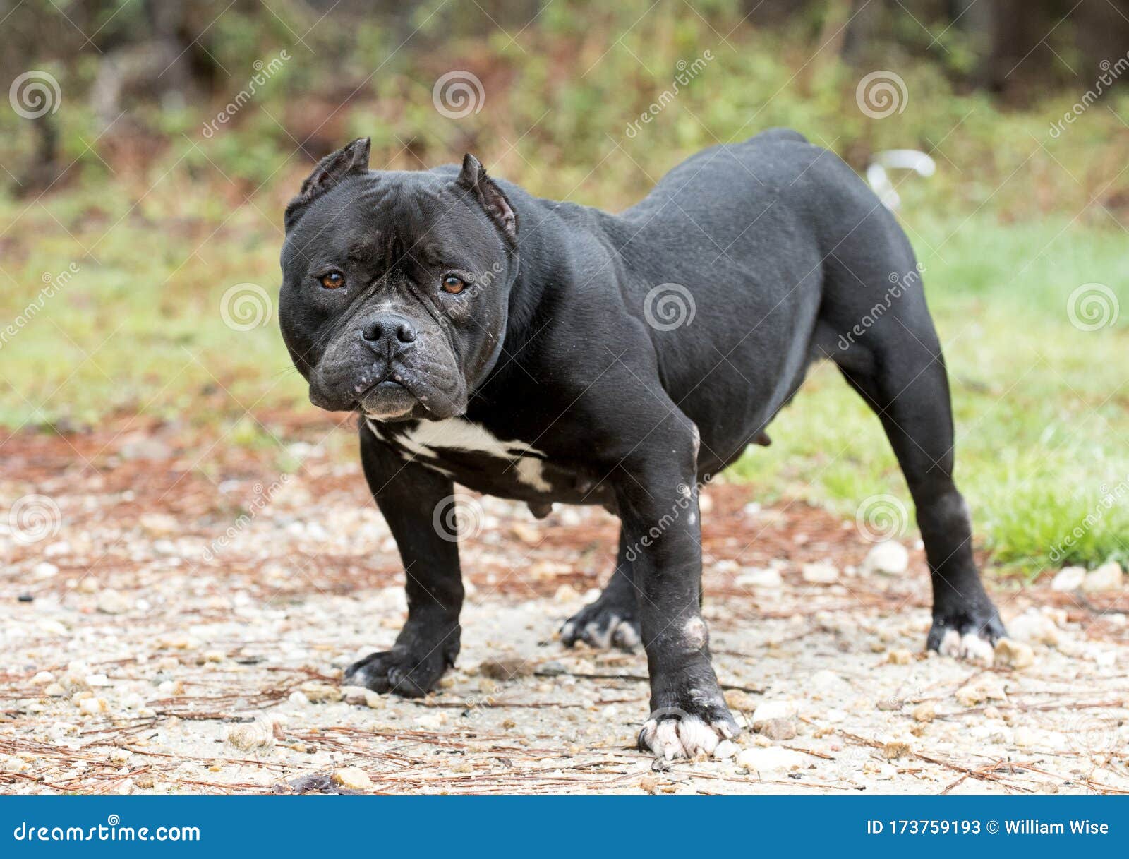 french bulldog mixed with english bulldog