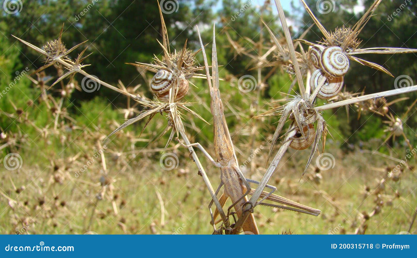 Overvloed Albany Verminderen Stokinsecten Verbluffende Camouflage Dieren. Camouflage-insecten. Mooie  Insecten. Insecten Insecteninsecten Dierlijk Wildhout Stock Foto - Image of  verborgen, milieu: 200315718