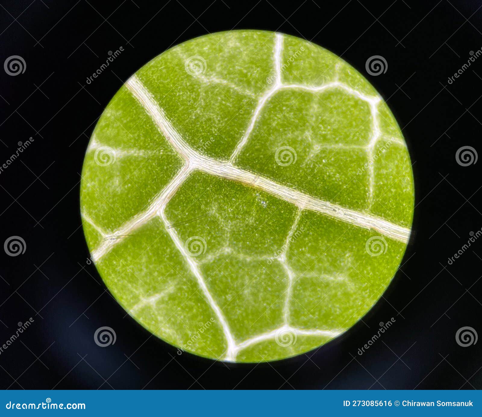 Stoma green plants cell stock photo. Image of life, botany 273085616