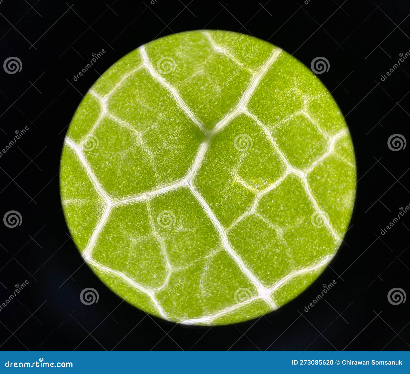 Stoma green plants cell stock photo. Image of agriculture 273085620