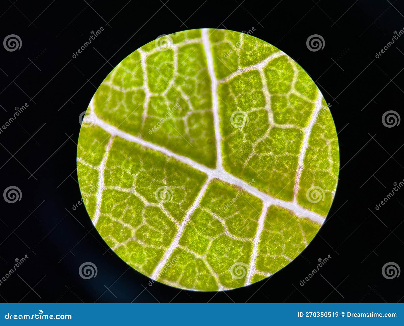 Stoma Plants Cells Find with Microscope 10x Stock Image Image of