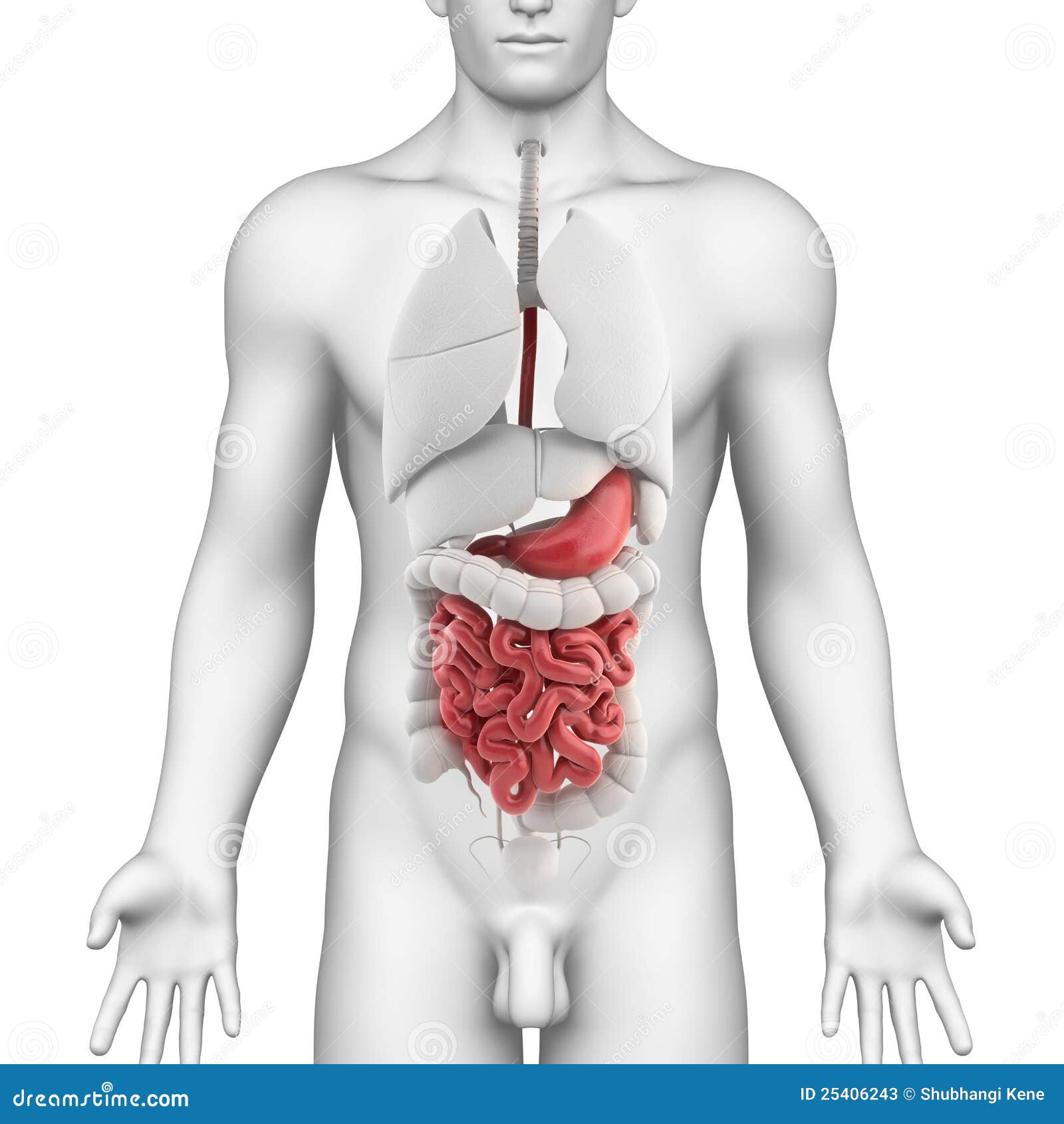 man stomach inside