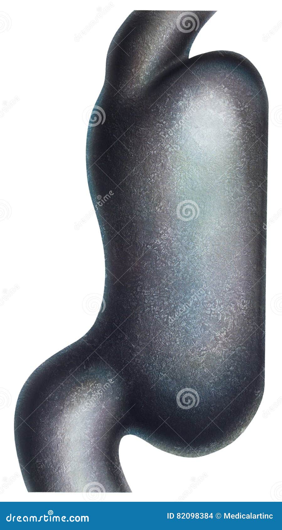 Stomach Cast Iron stock illustration. Illustration of digestive