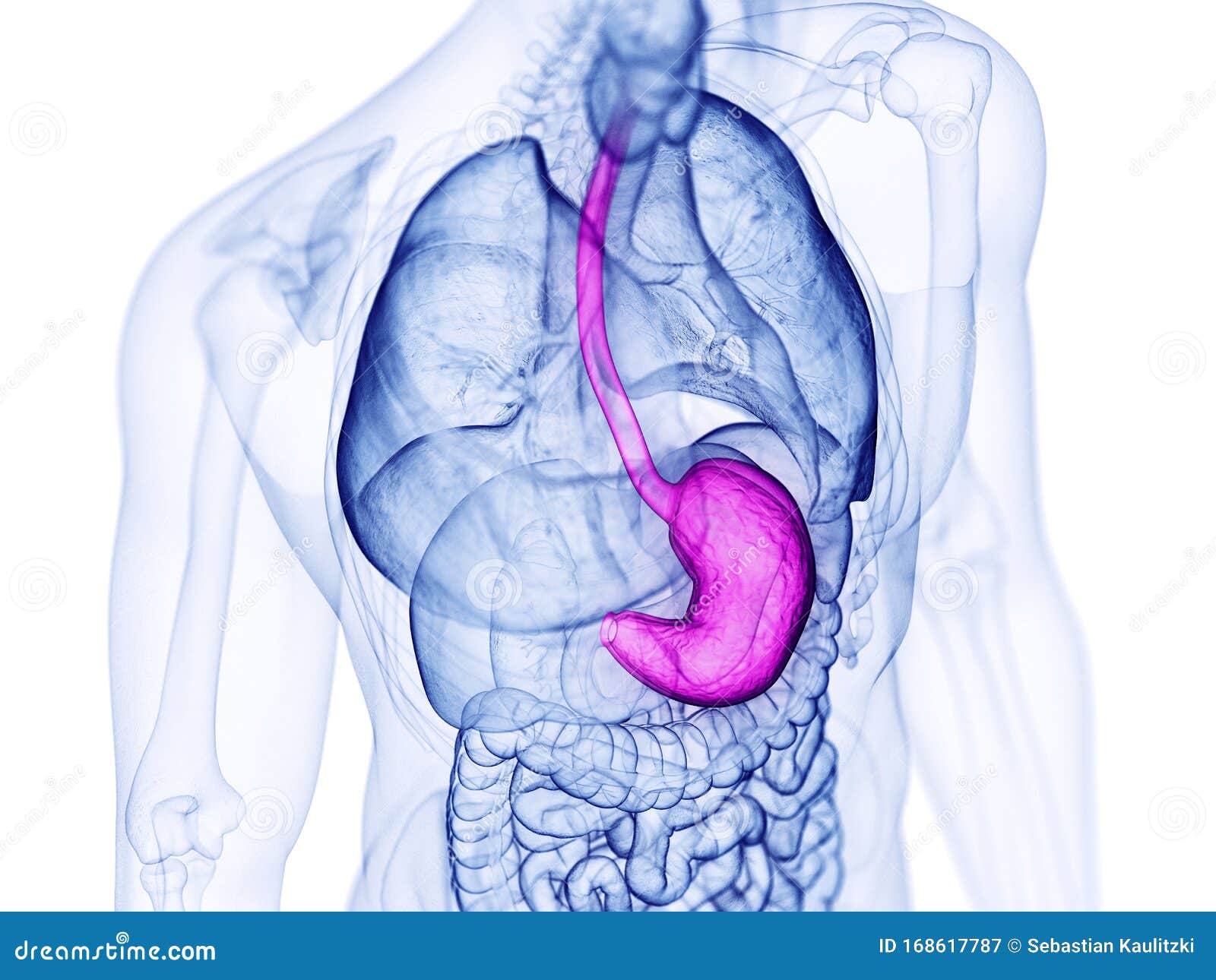 The stomach stock illustration. Illustration of stomach - 168617787