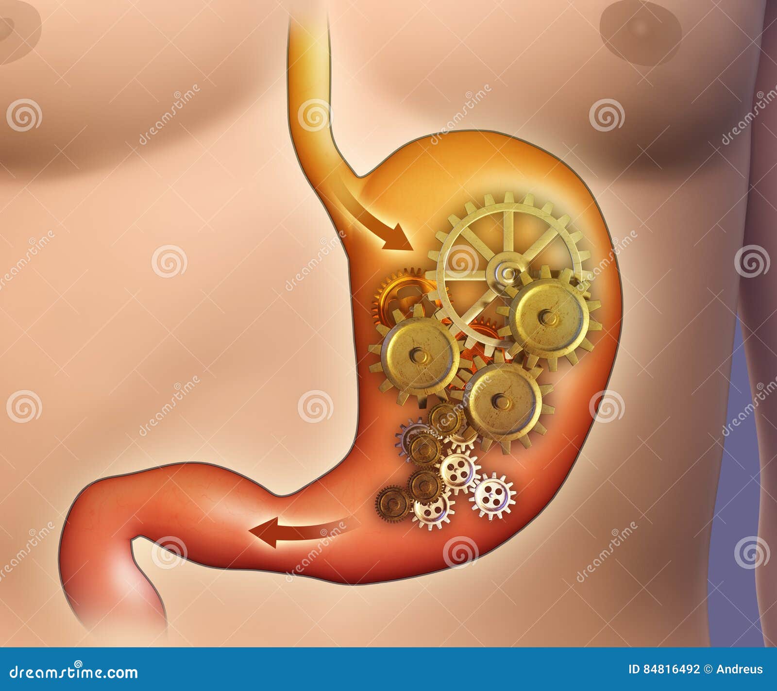 stomach digestion
