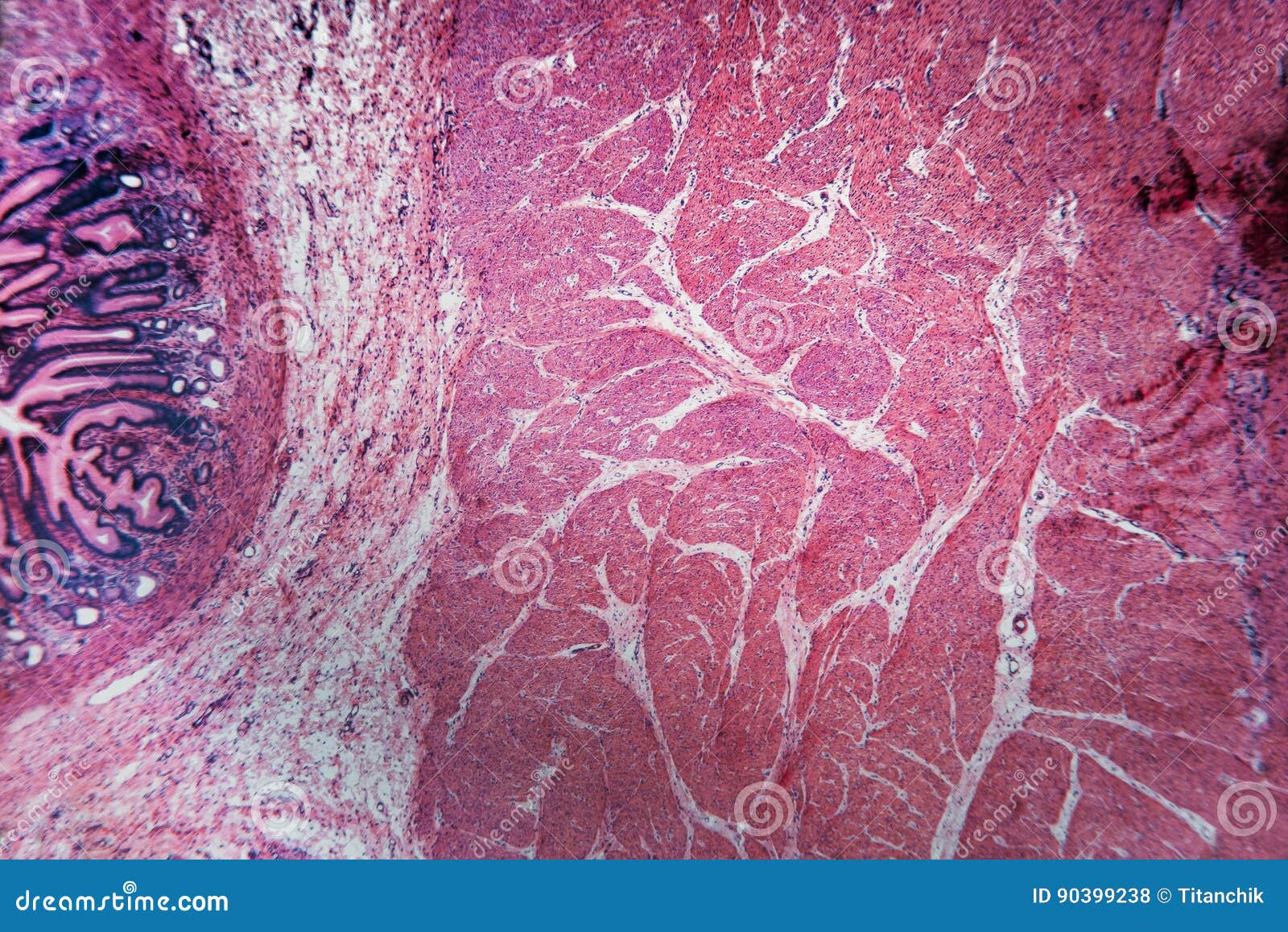 Stomach Dog- Biology Abstract Stock Photo - Image of cell, micrograph