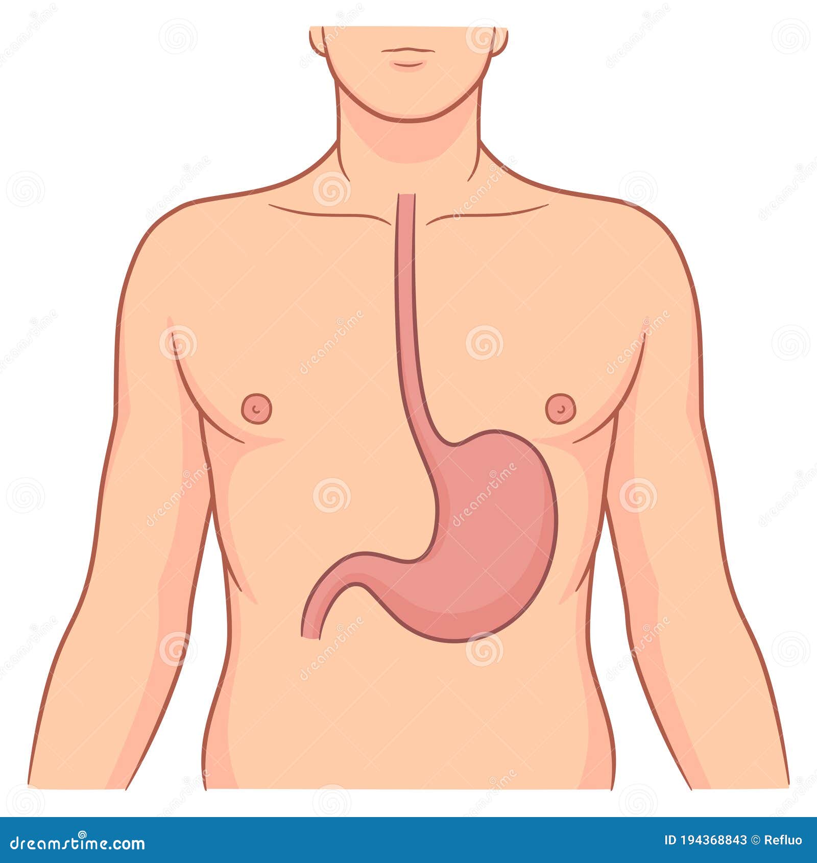 man stomach inside