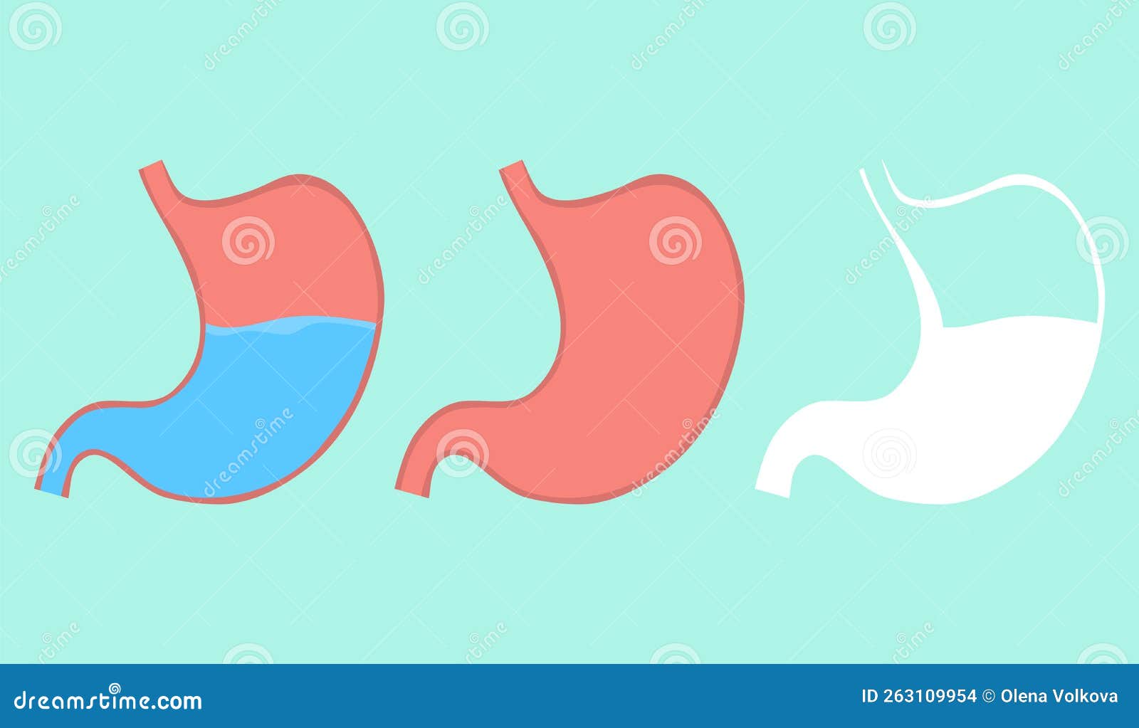 Stomach, Stomach Icon, Full and Empty Stomach. Vector, Cartoon