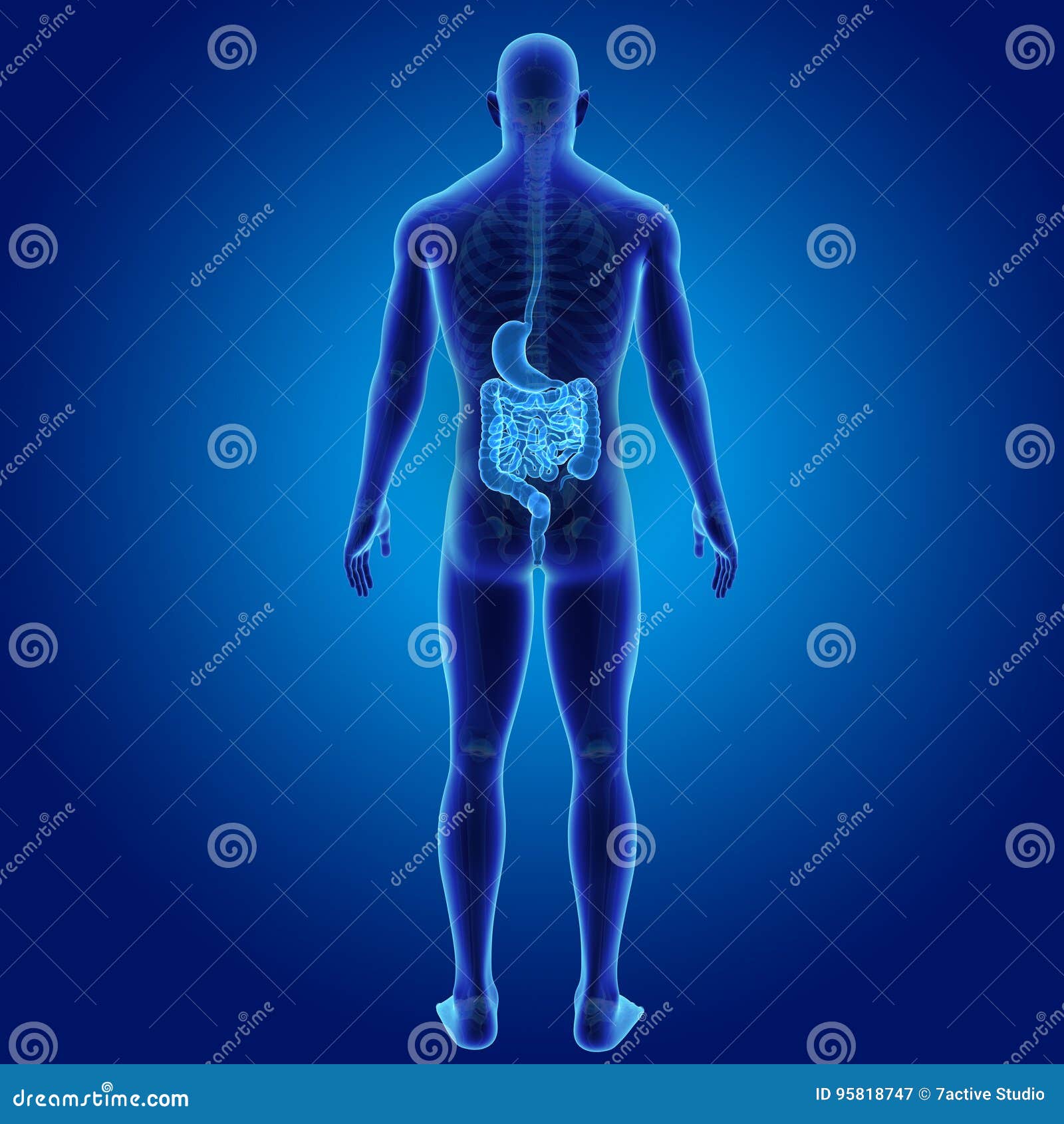 Stomach And Intestine With Skeleton Body Posterior View Stock