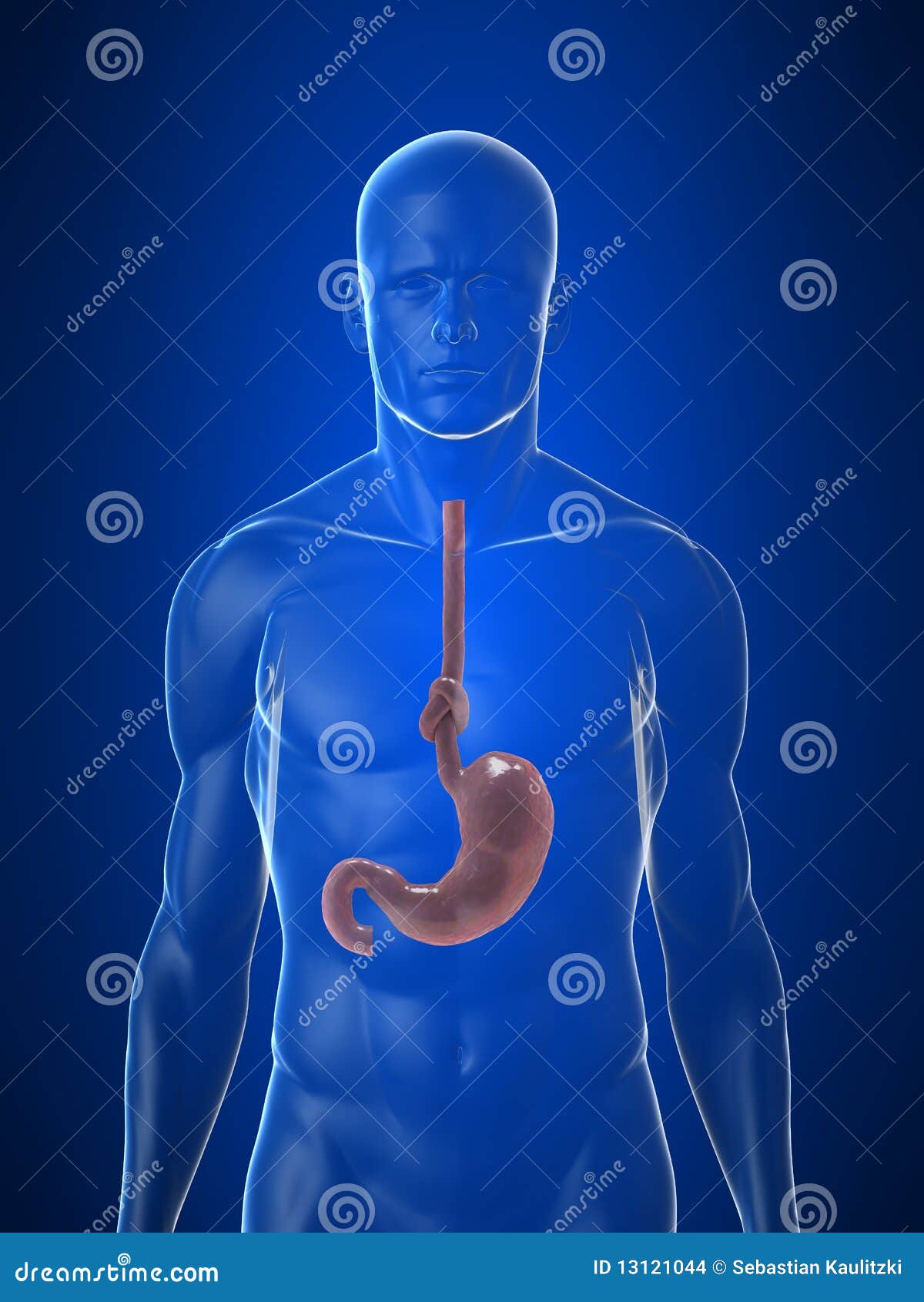 Stomach Knot Stock Images Image 13121044