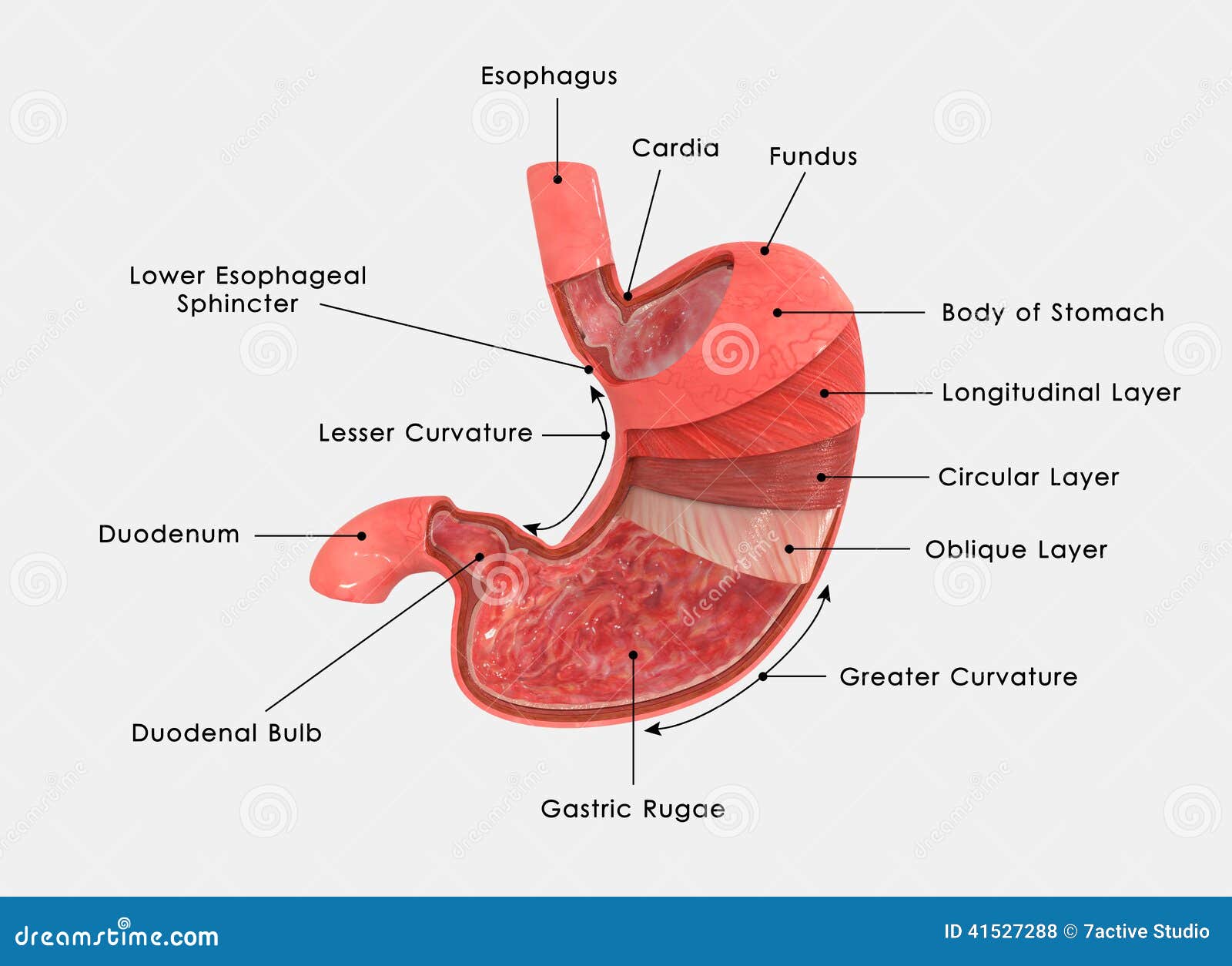 stomach layers labelled