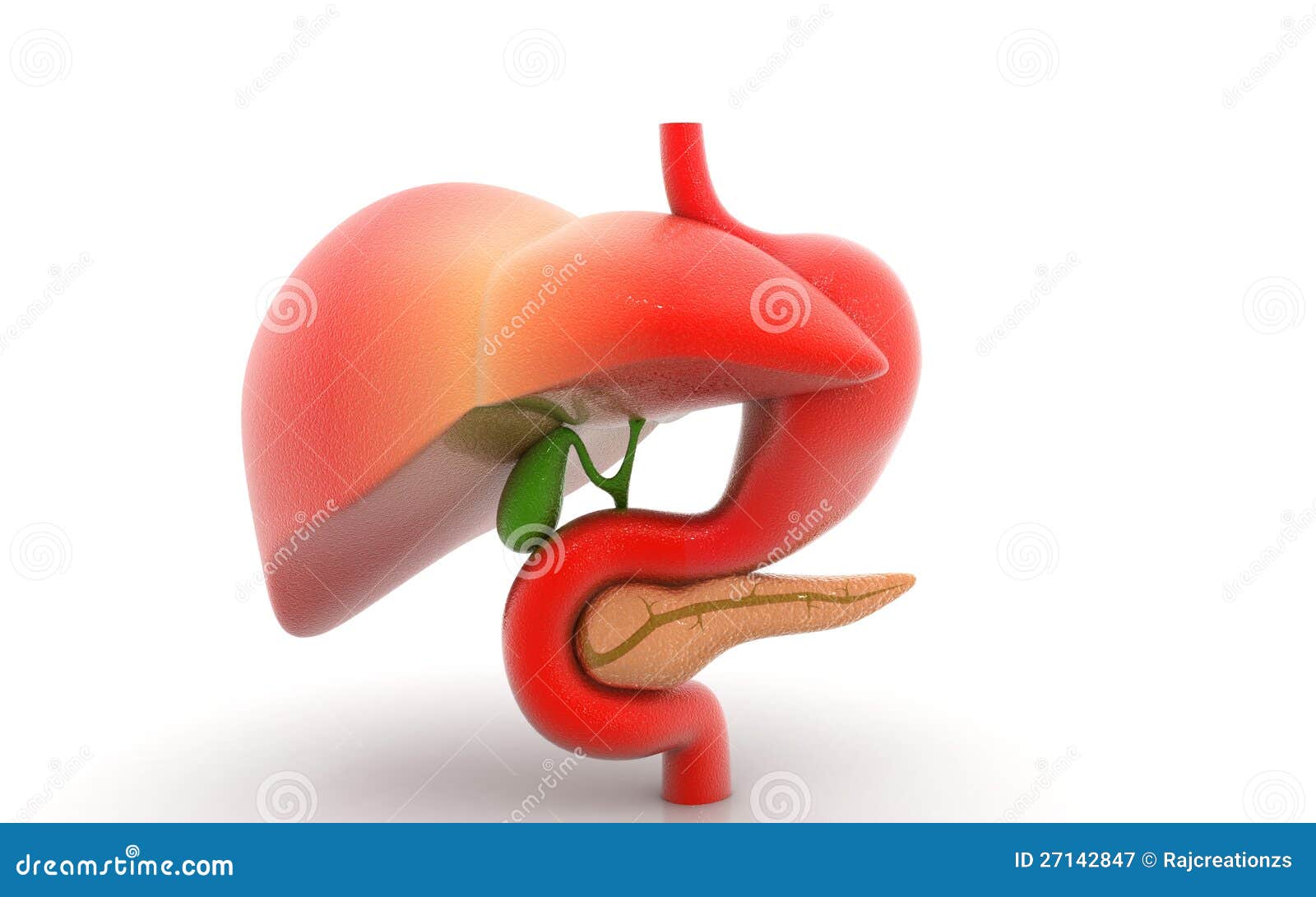 Stomach And Pancreas Anatomy