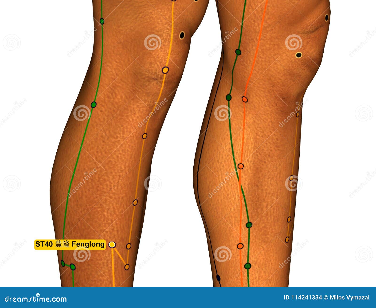 Stomach Acupuncture Points Chart