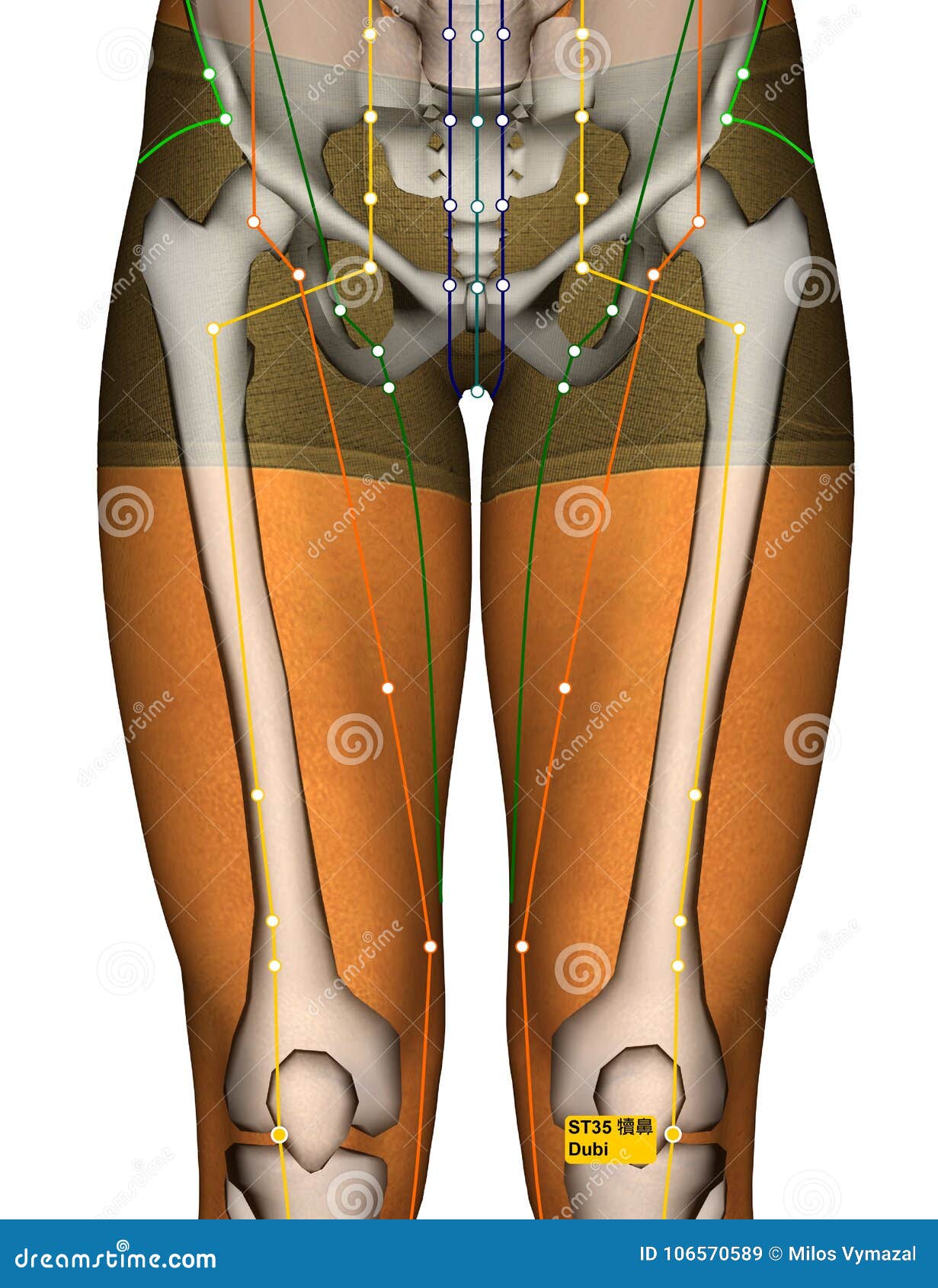 Stomach Meridian Chart