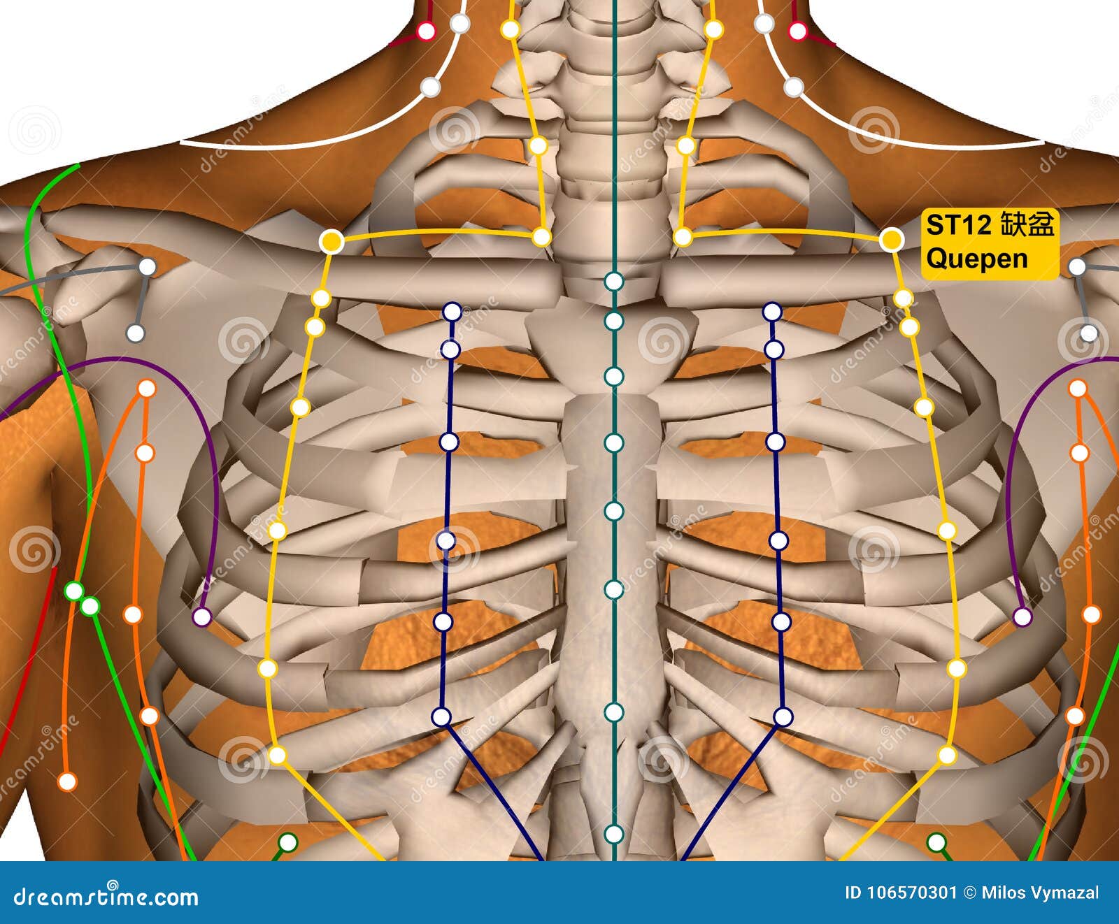 Stomach Acupuncture Points Chart