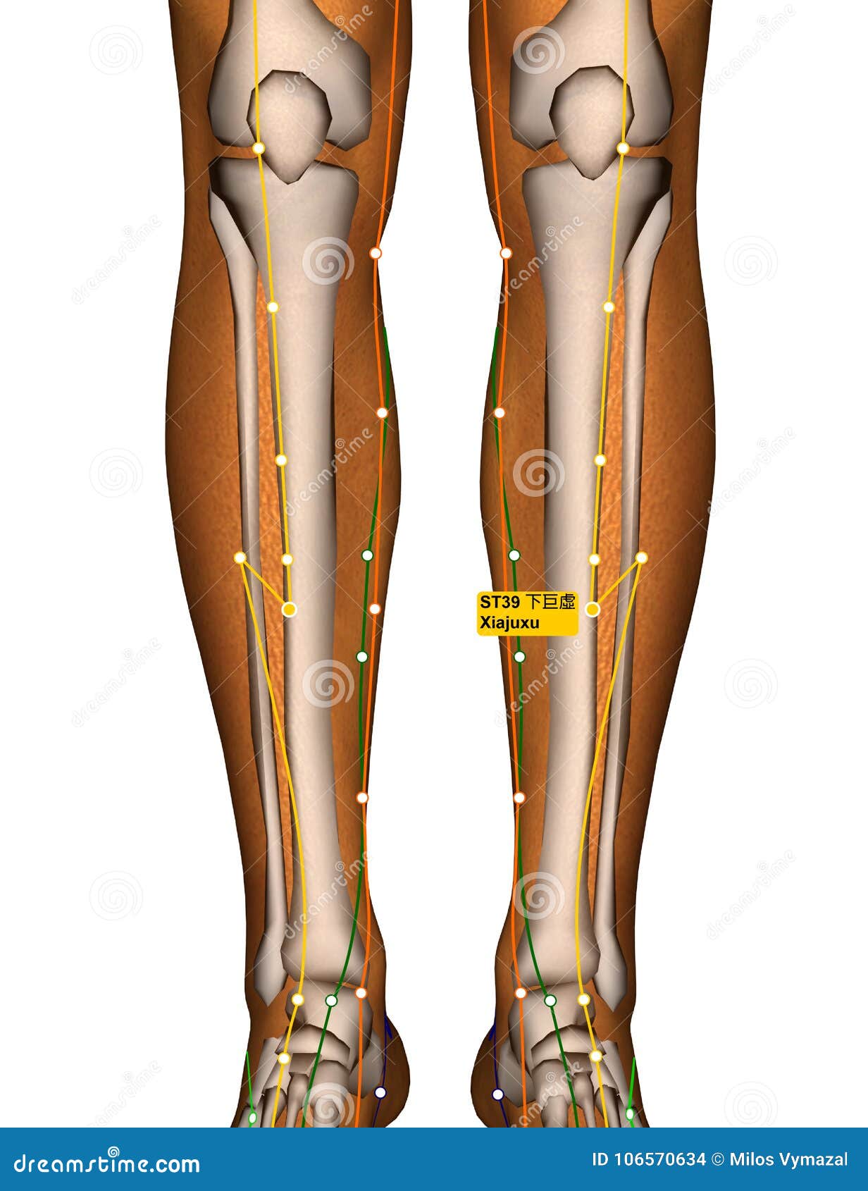 Stomach Meridian Chart