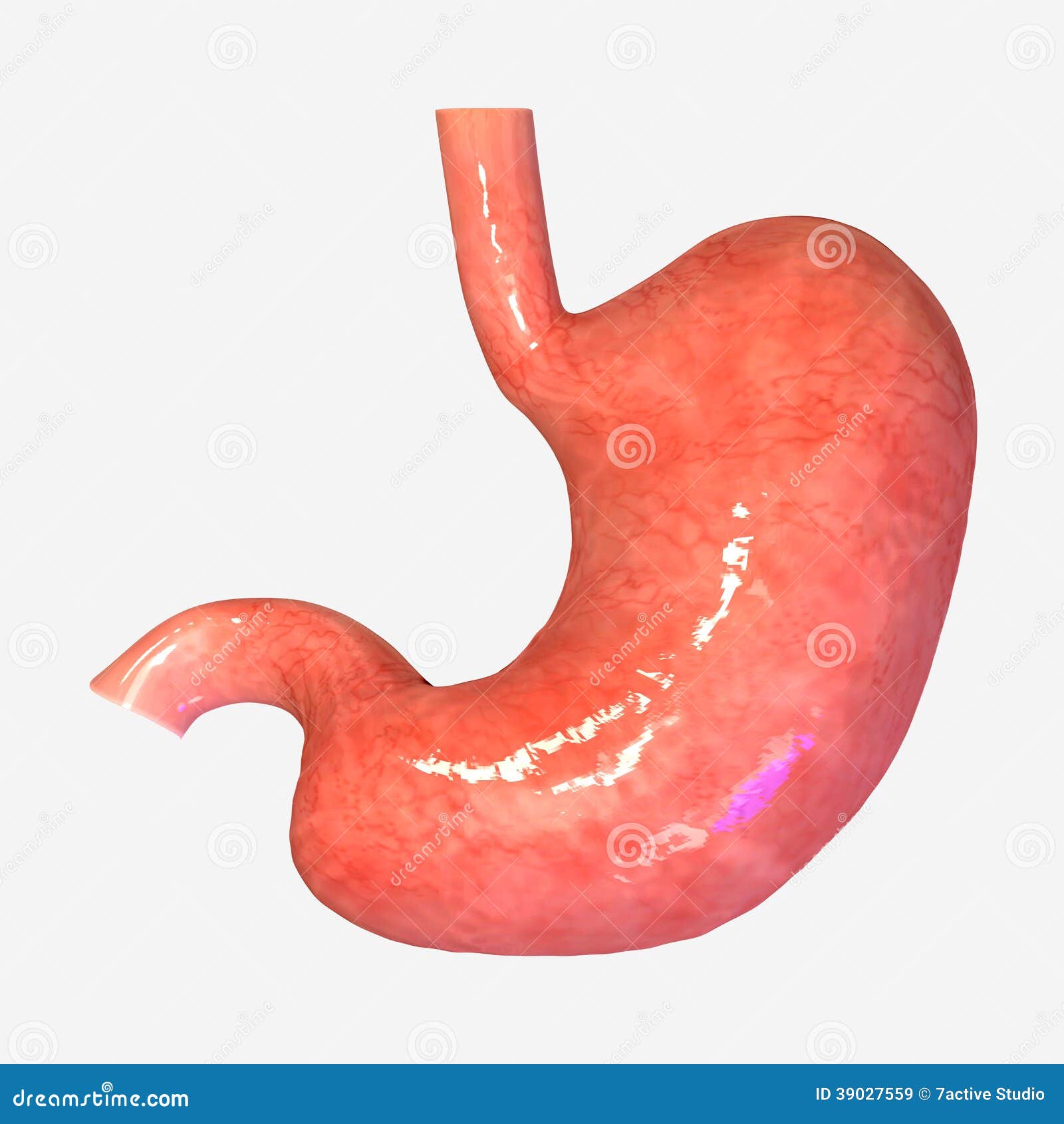 Stomach Stock Illustration - Image: 39027559