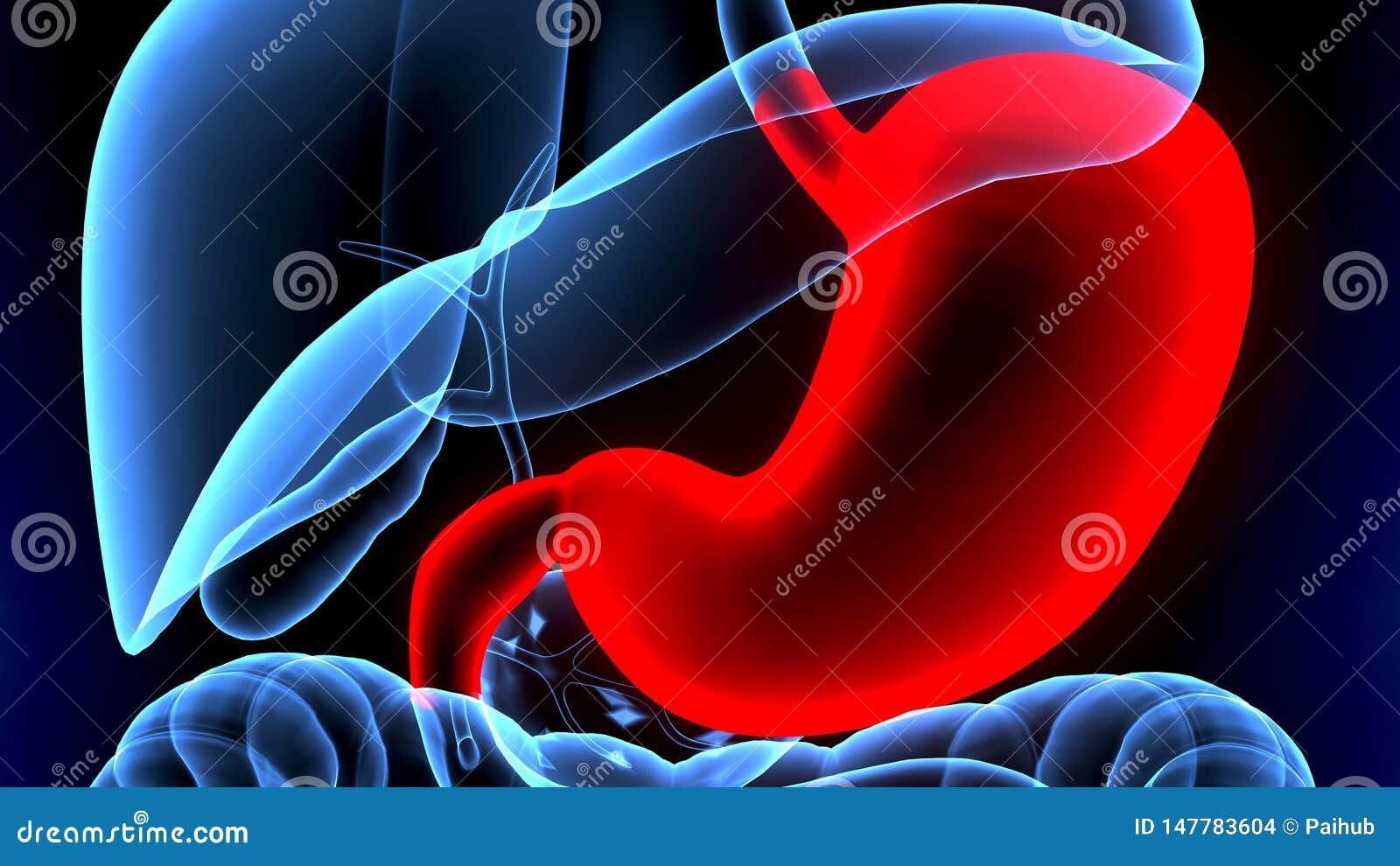 3d Illustration of Human Body Stomach Anatomy Stock Illustration ...