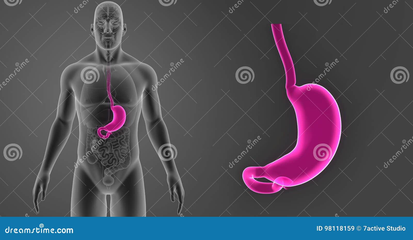 Stomach Zoom with Organs Anterior View Stock Illustration ...