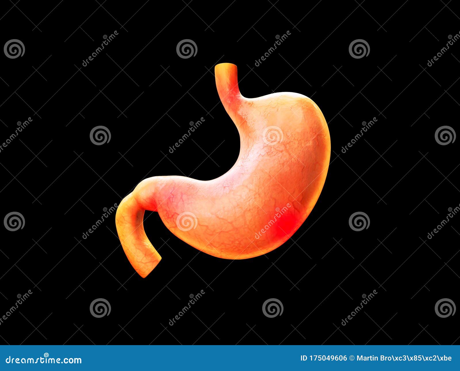 Stomach Pain, Heartburn, Stomach Anatomy, Human Digestive System, Acids