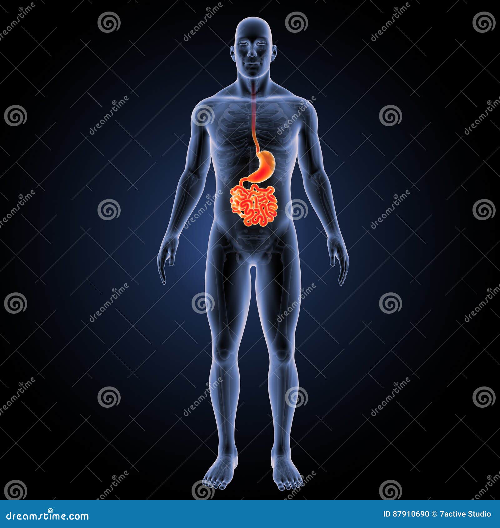 stomach and small intestine with skeleton anterior view