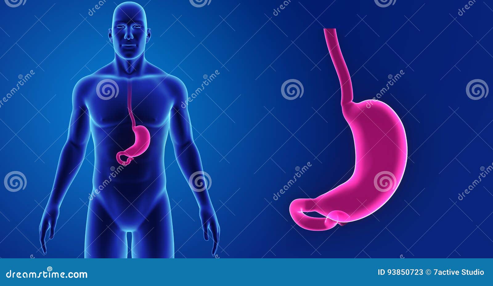 Stomach Zoom with Body Anterior View Stock Illustration - Illustration ...