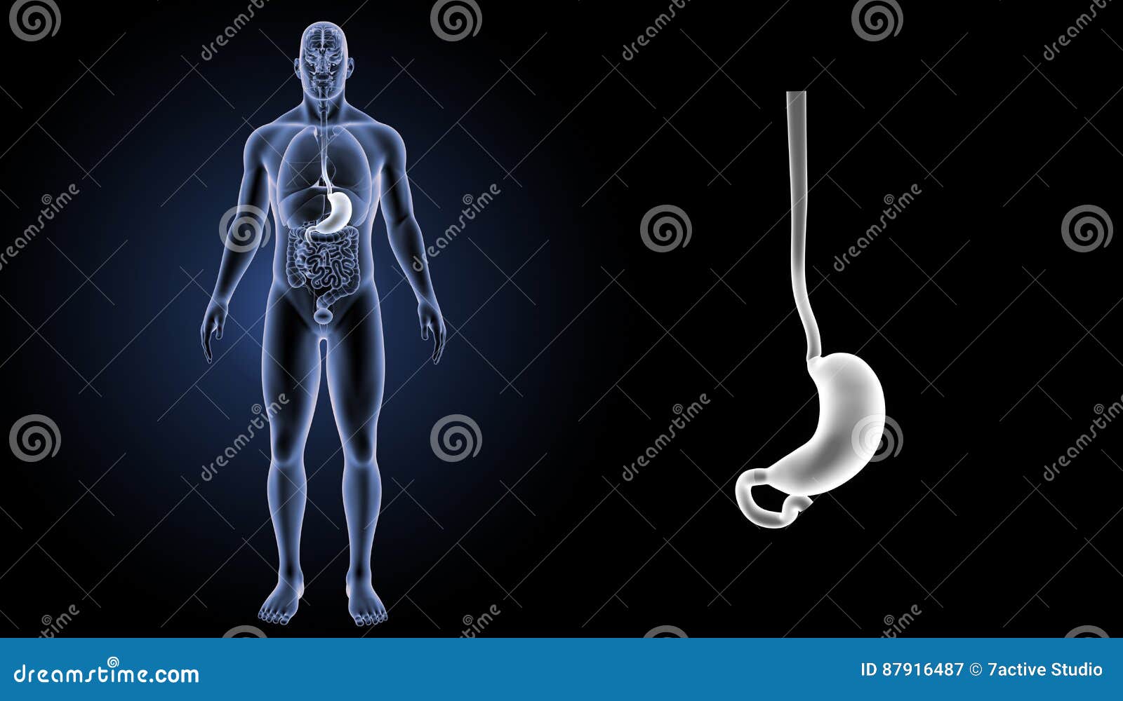 Stomach Zoom with Organs Anterior View Stock Illustration ...