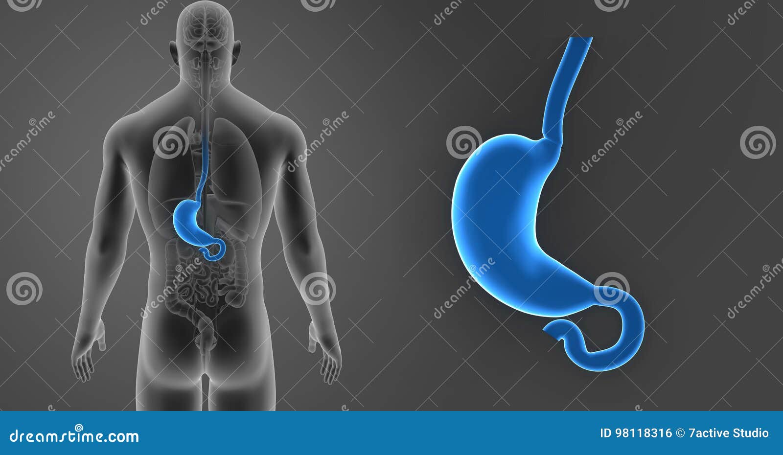Stomach Zoom with Organs Posterior View Stock Illustration ...