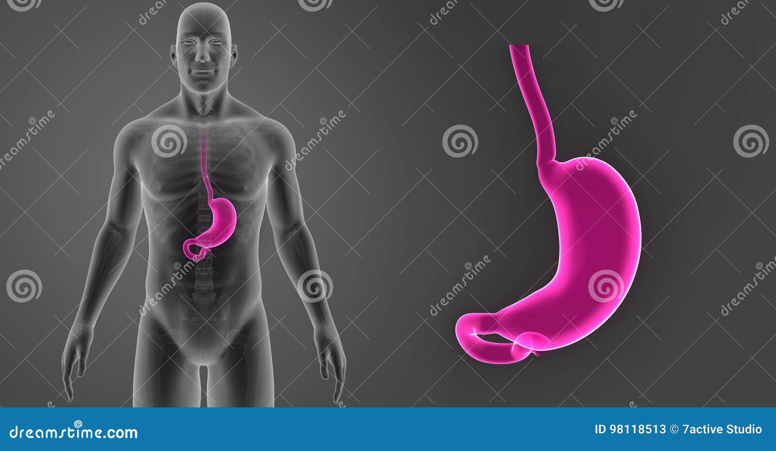 Stomach Zoom with Skeleton Body Anterior View Stock Illustration ...