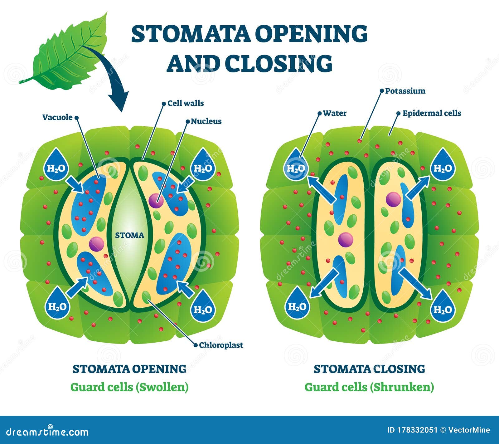 stomata opening and closing  . labeled educational scheme