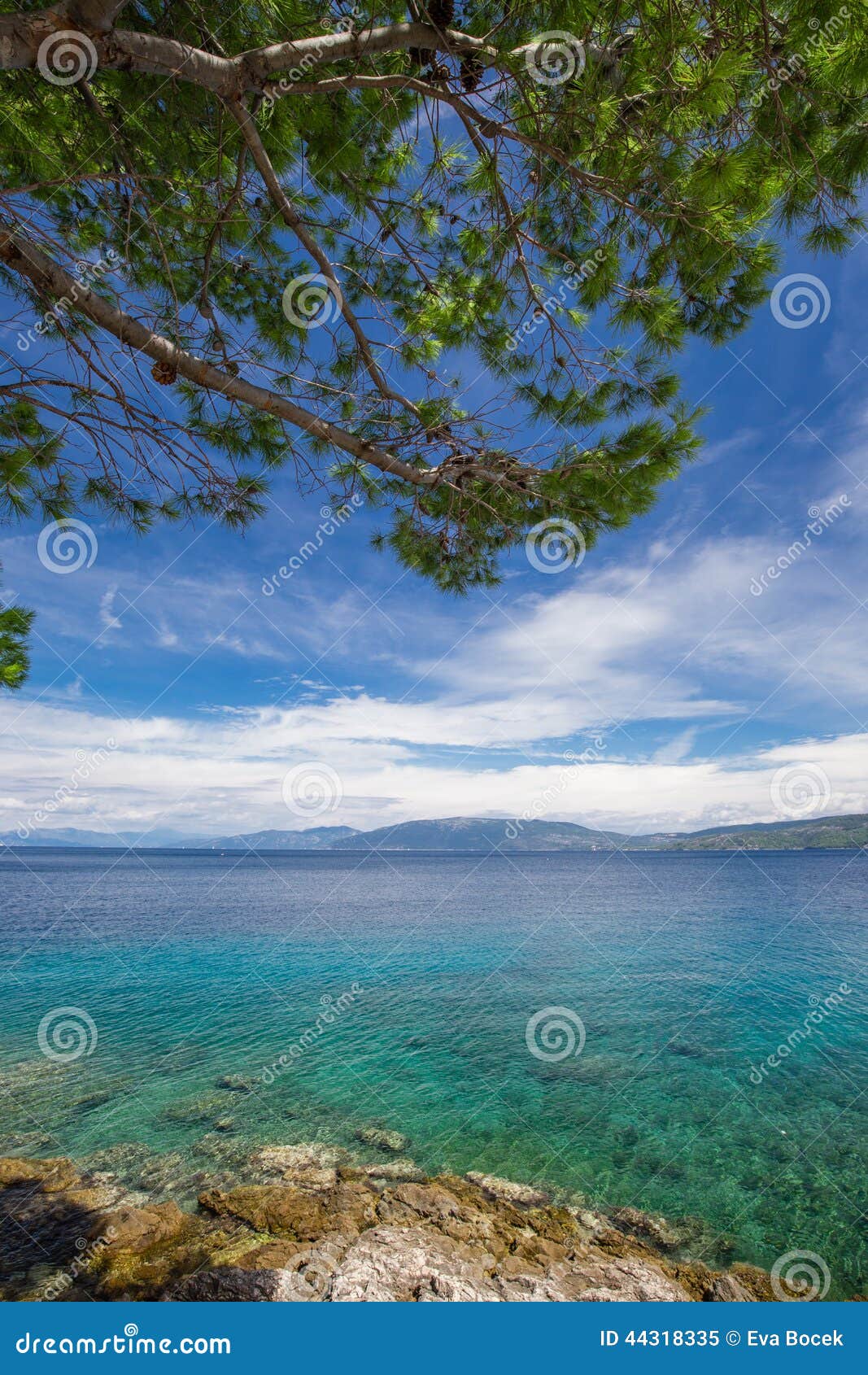 stone beach with crystal clear tourquise sea with pine tree in croatia, istria, europe