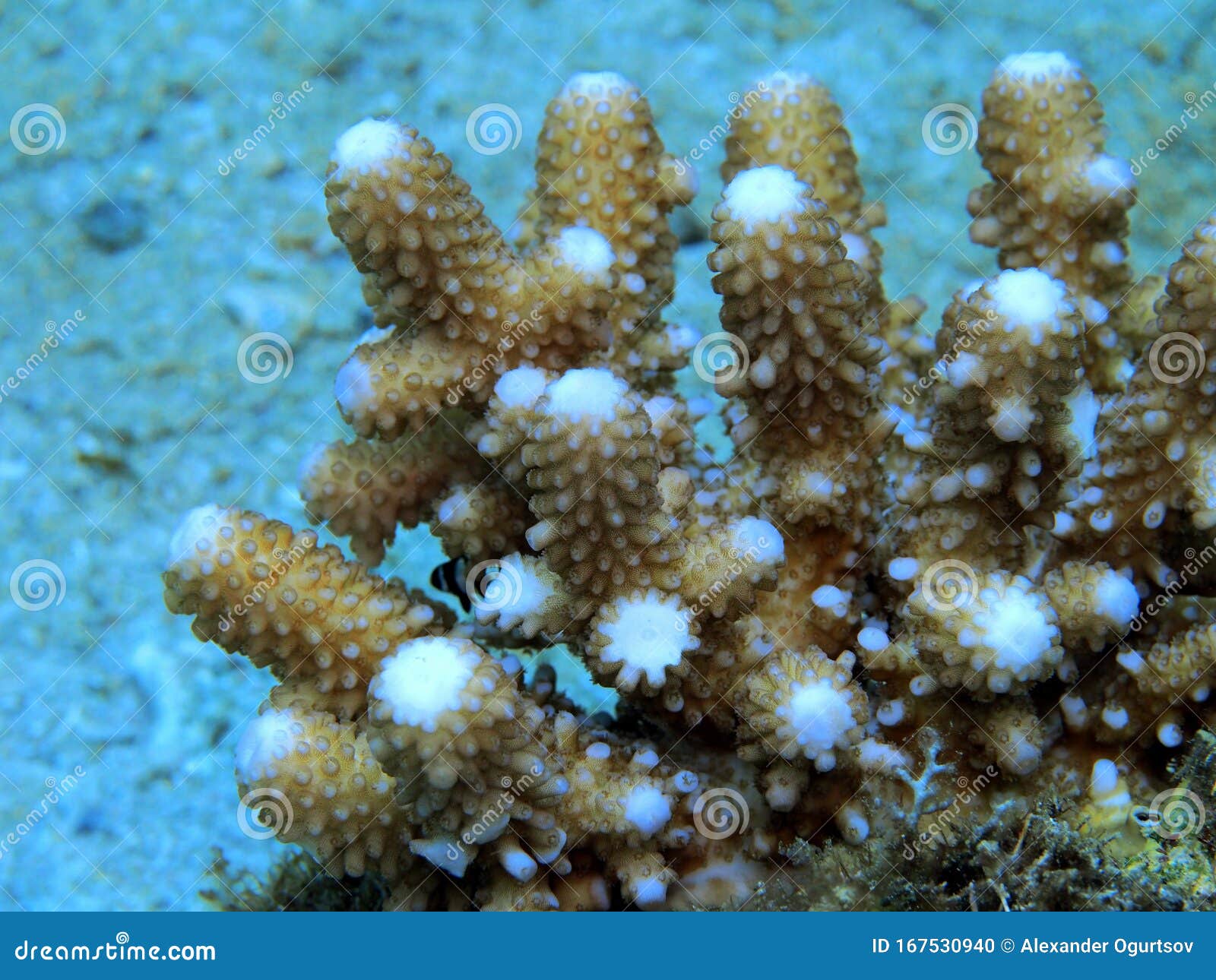 Stone coral stock photo. Image of stone, indonesia, manado - 167530940