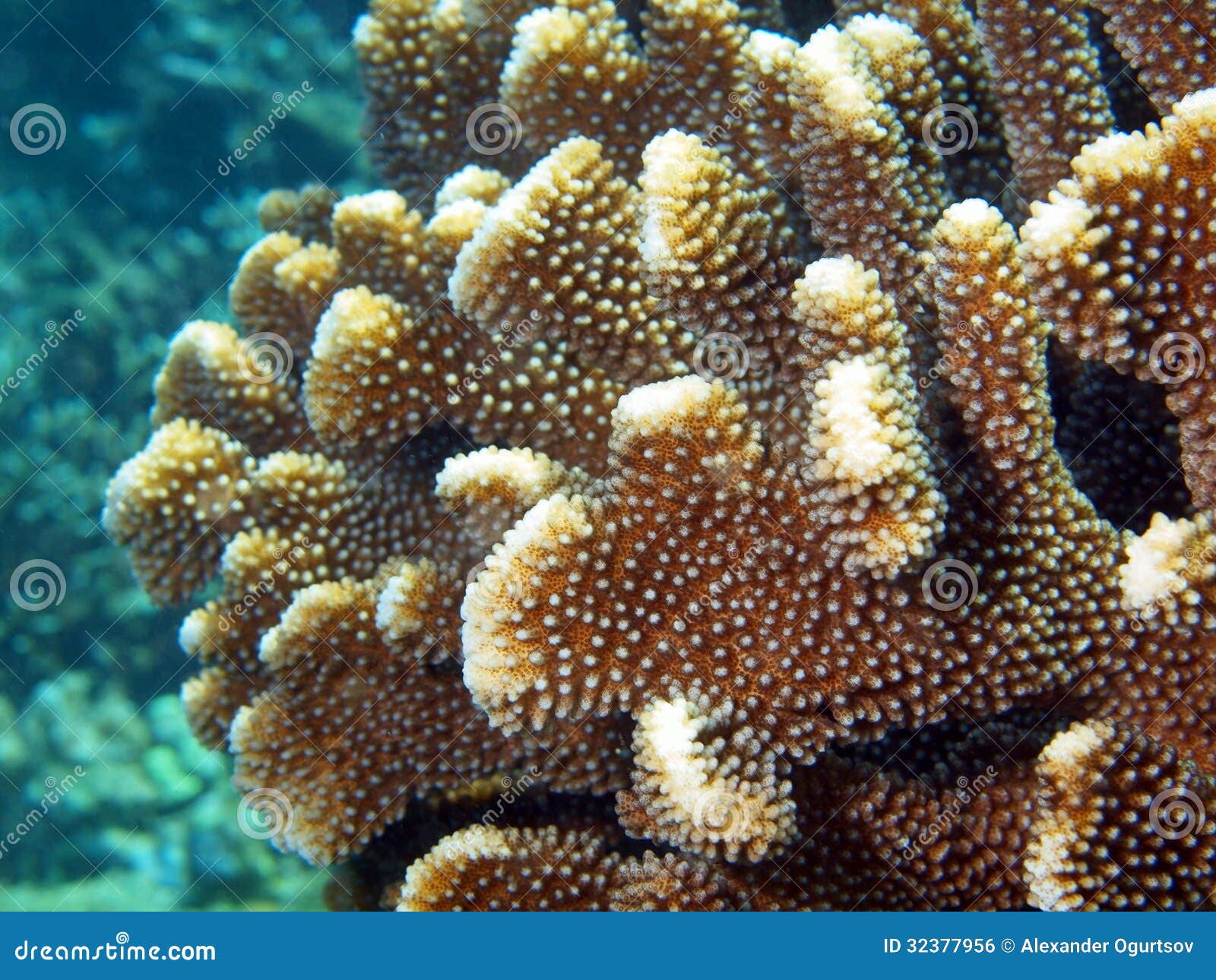 Stone coral stock photo. Image of cnidaria, dive, stone - 32377956