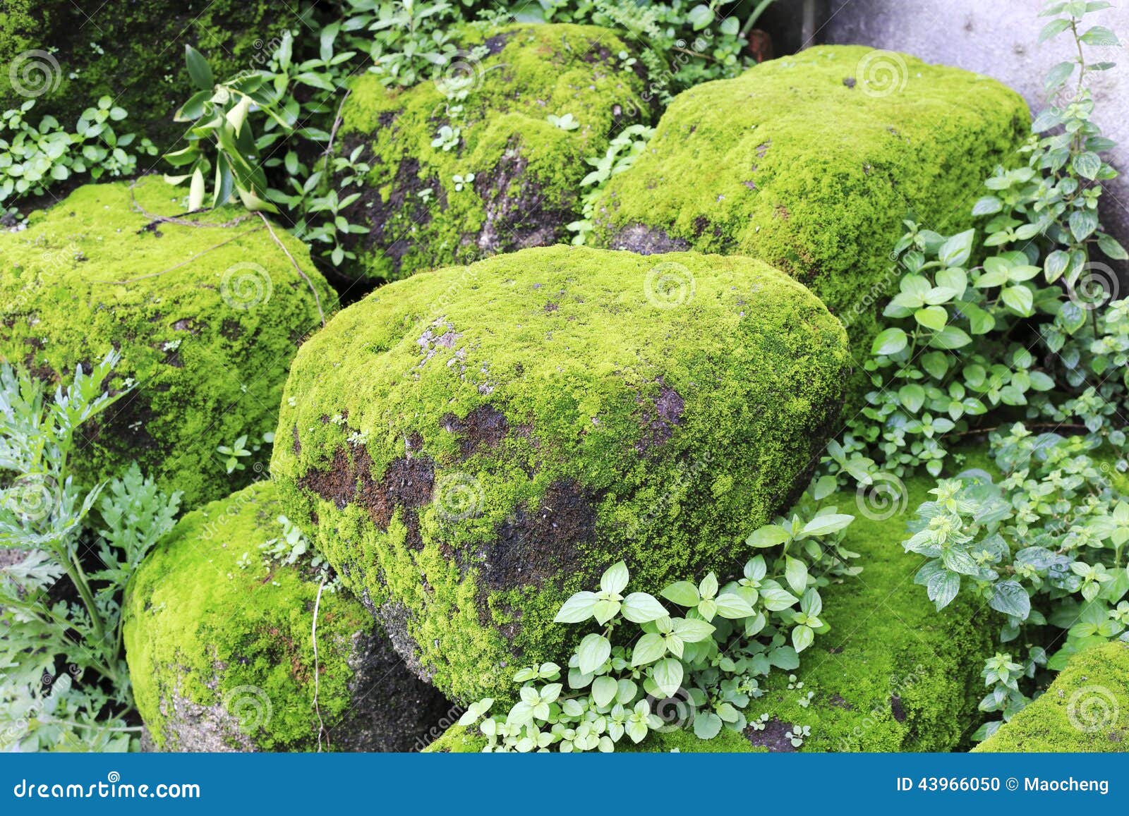 Stone covered with moss stock photo. Image of stone, green 43966050