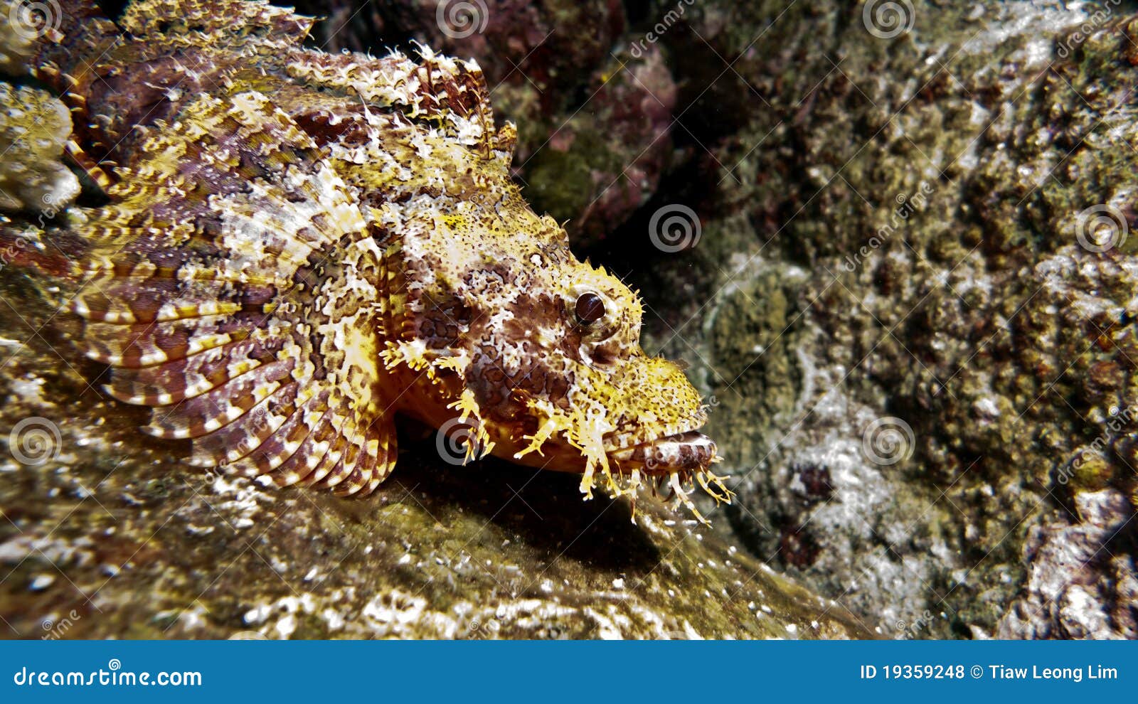 Stone Fish Camouflage on the Reef Stock Photo Image of dive