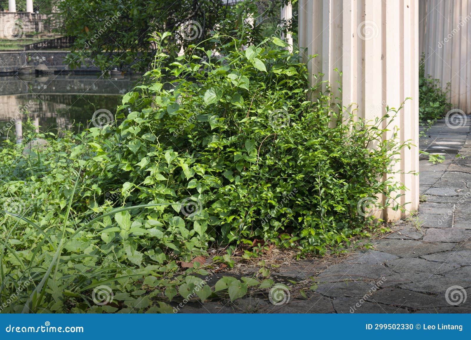 Stone Floor with Green Grass Stock Photo Image of outdoor, grass